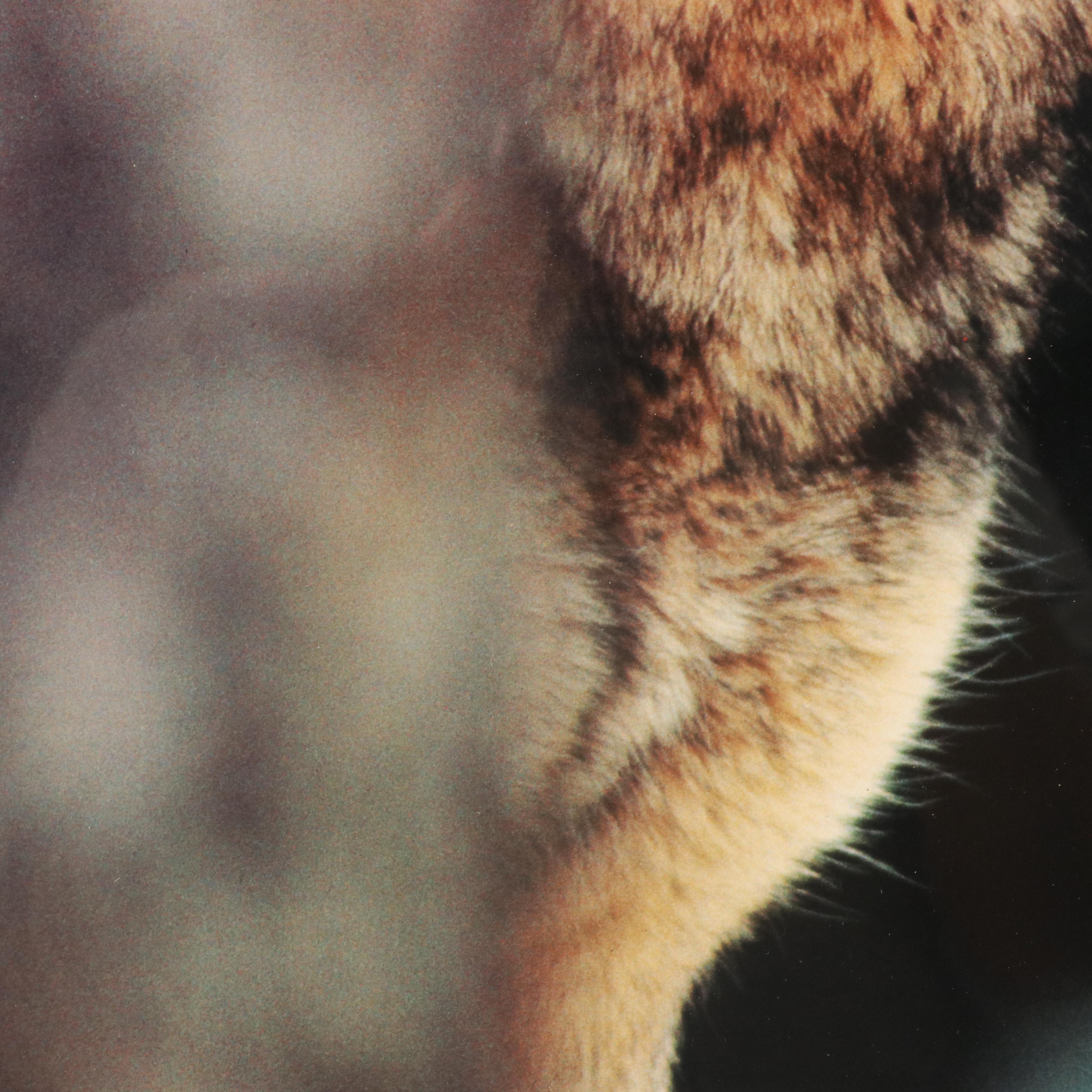 Photographic Offset Lithograph "Grey Wolf"