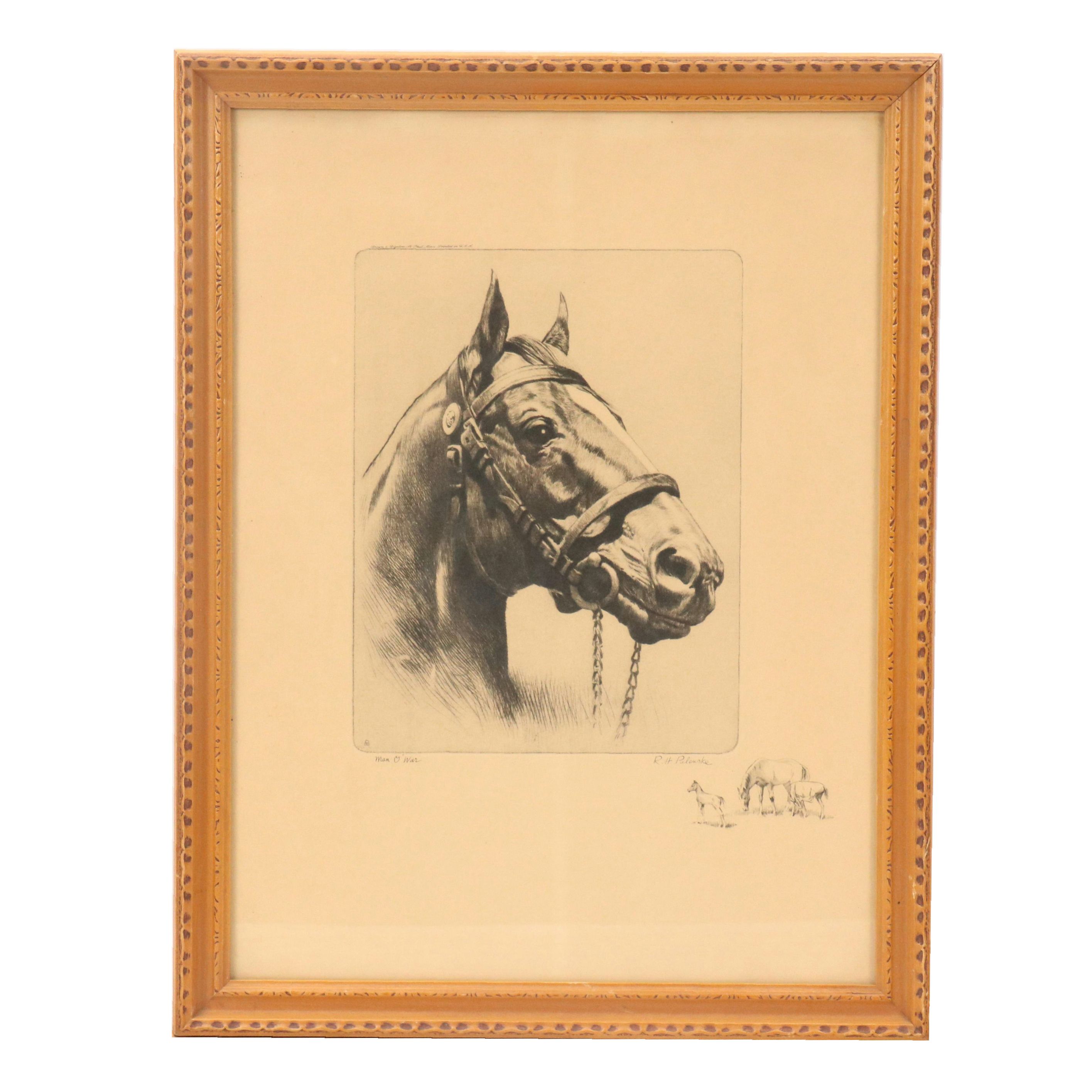 Halftone Horse Portrait "Man O' War" After Reinhold H Palenske