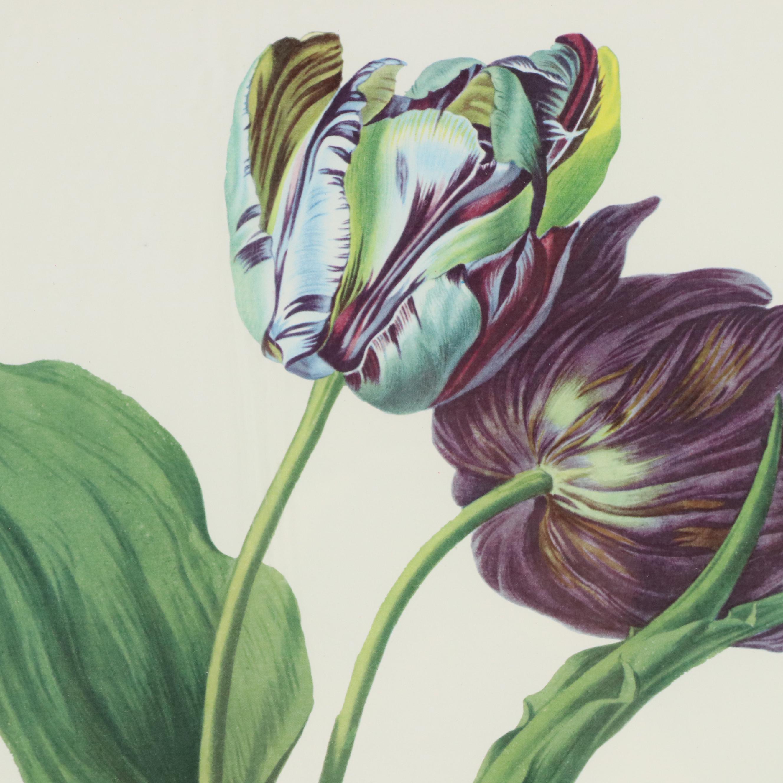 Botanical Offset Lithograph After Gerard van Spaendonck "Garden Tulip"