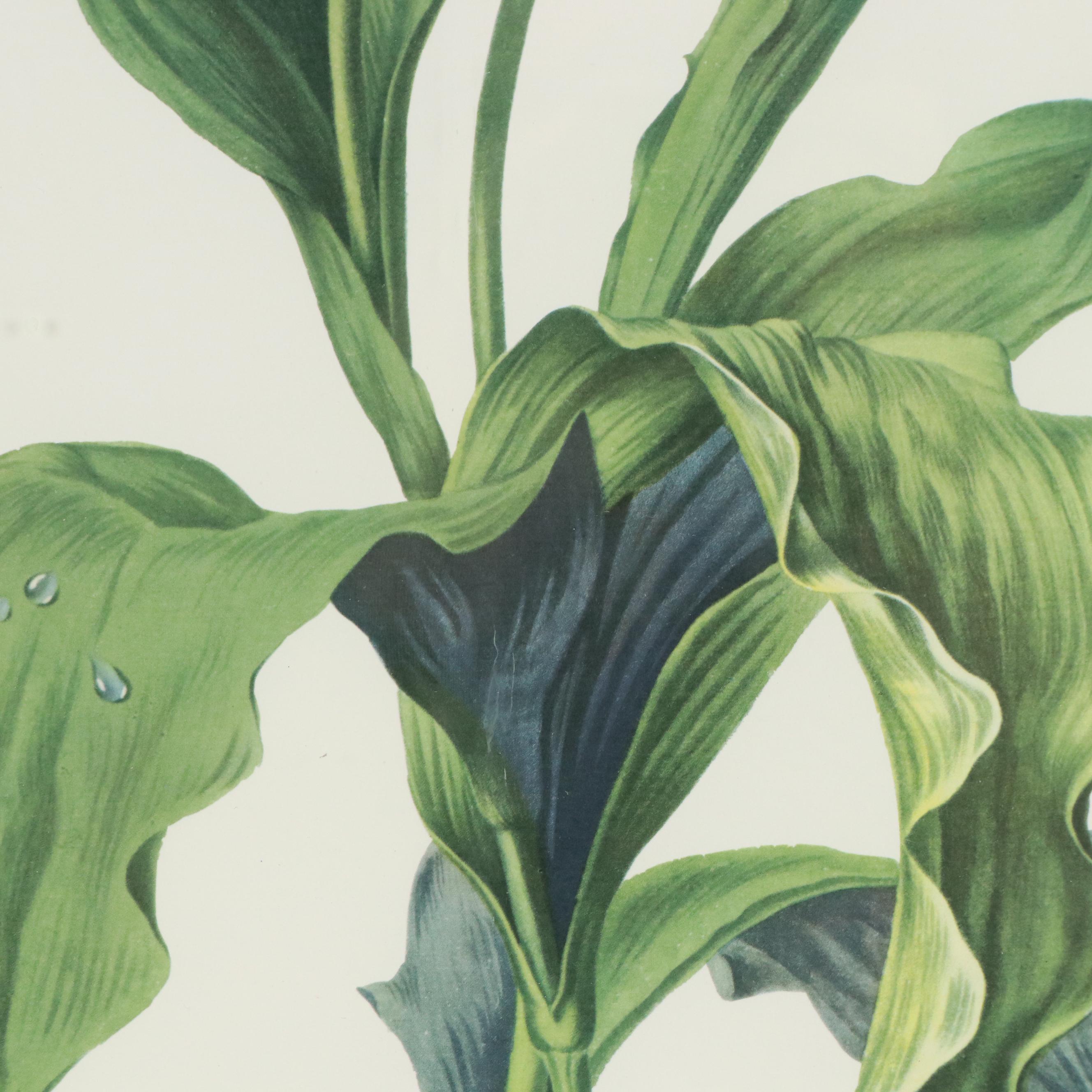 Botanical Offset Lithograph After Gerard van Spaendonck "Garden Tulip"