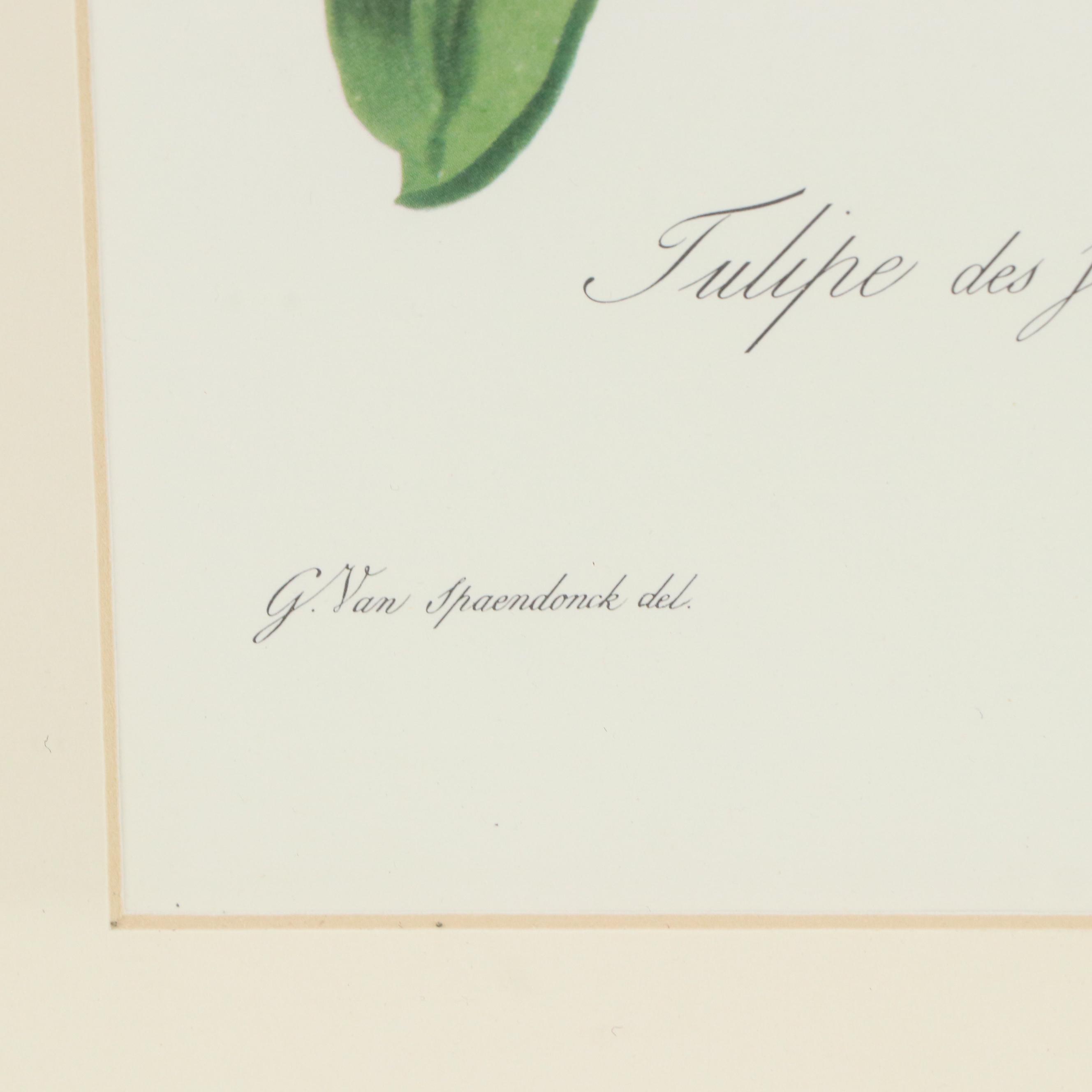 Botanical Offset Lithograph After Gerard van Spaendonck "Garden Tulip"