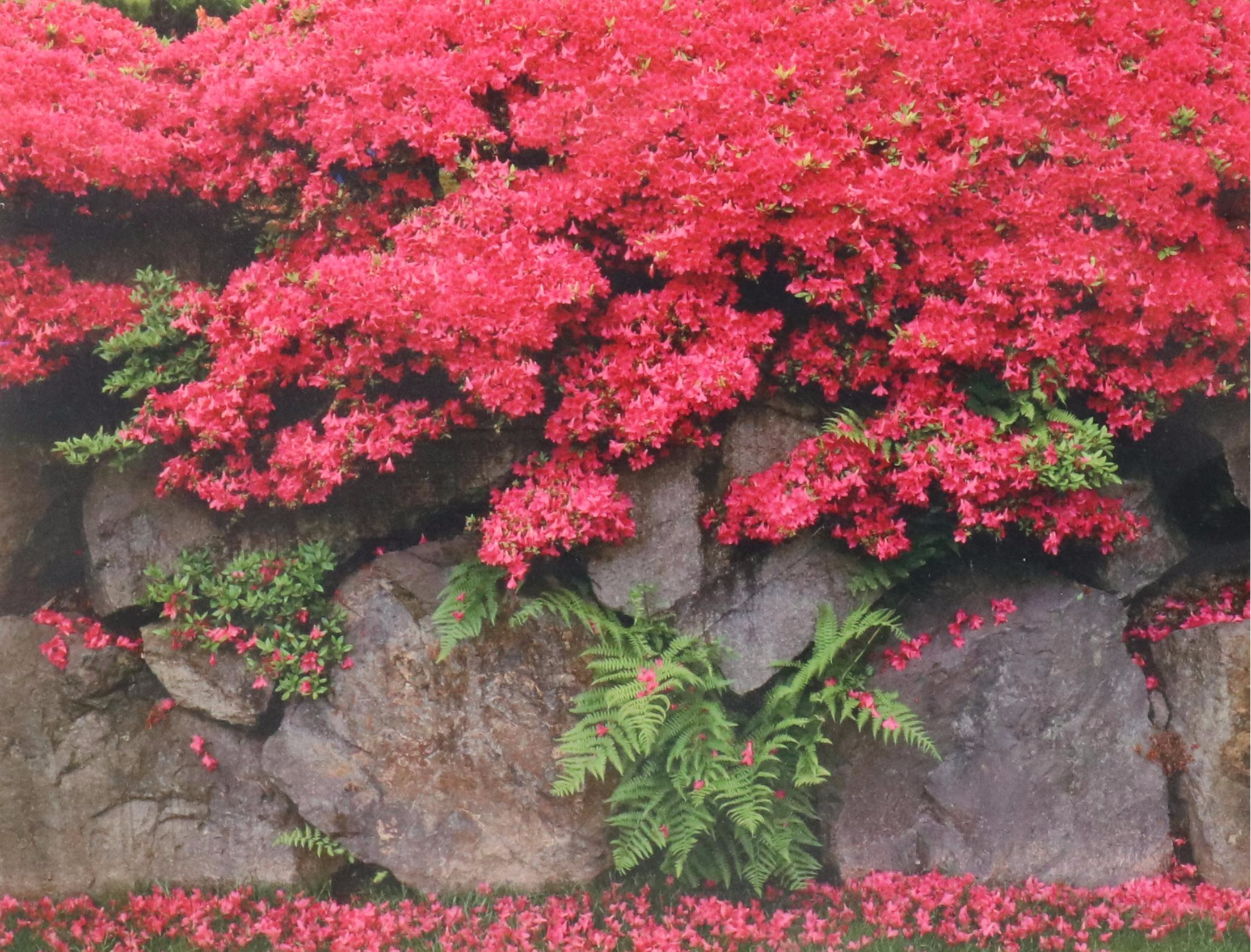Chromogenic Print of D.C. Japanese Garden Rock Wall, Azaleas & Ferns