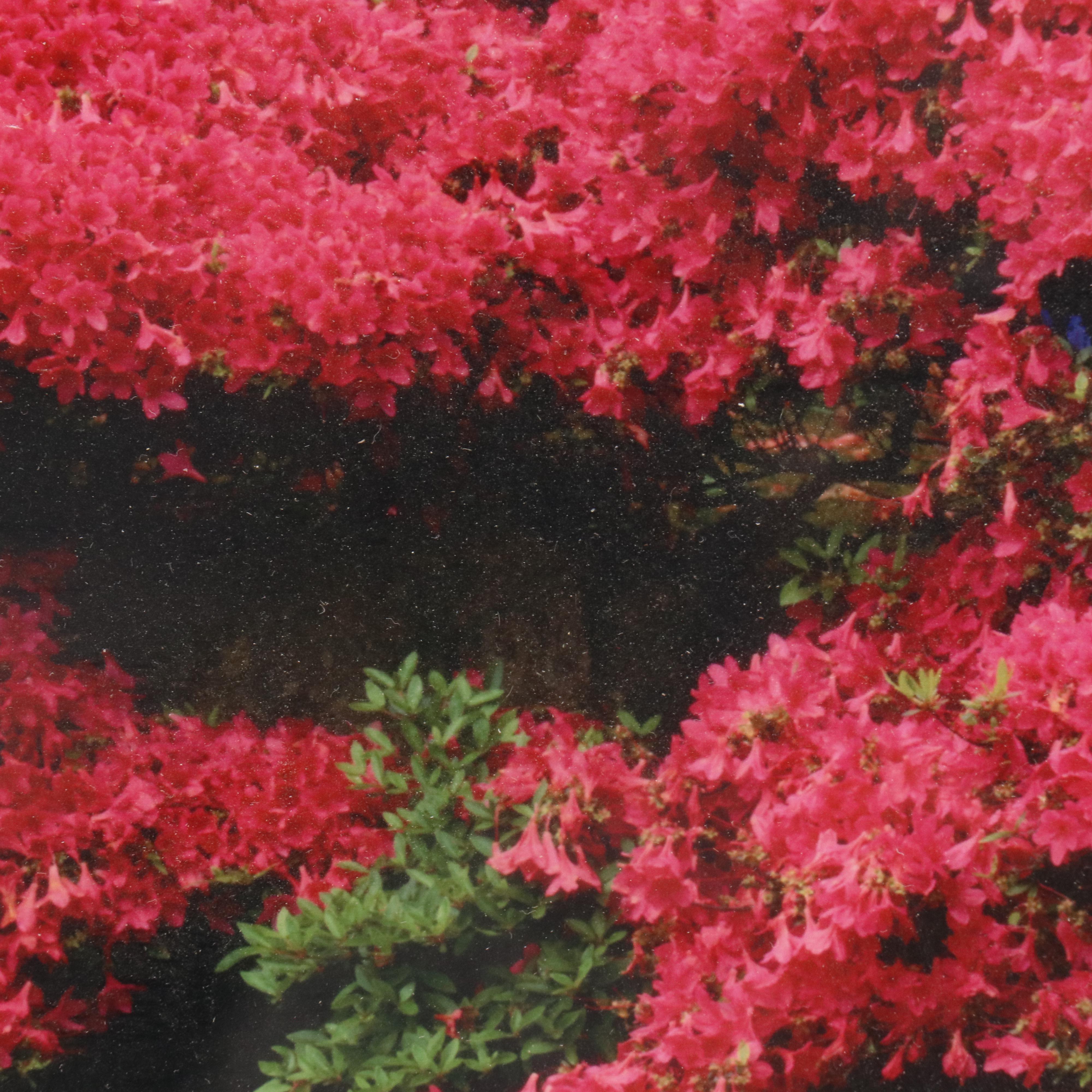 Chromogenic Print of D.C. Japanese Garden Rock Wall, Azaleas & Ferns