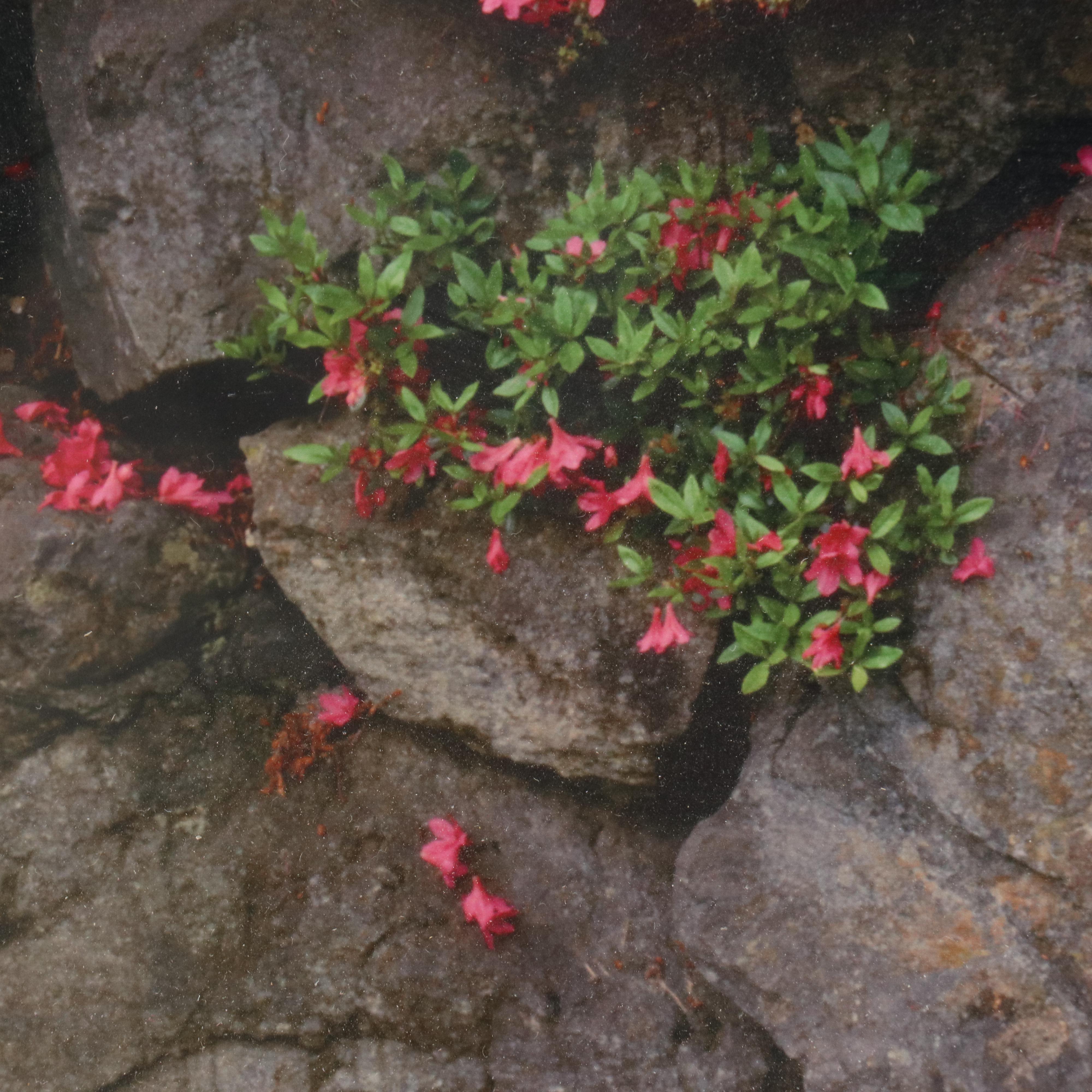 Chromogenic Print of D.C. Japanese Garden Rock Wall, Azaleas & Ferns