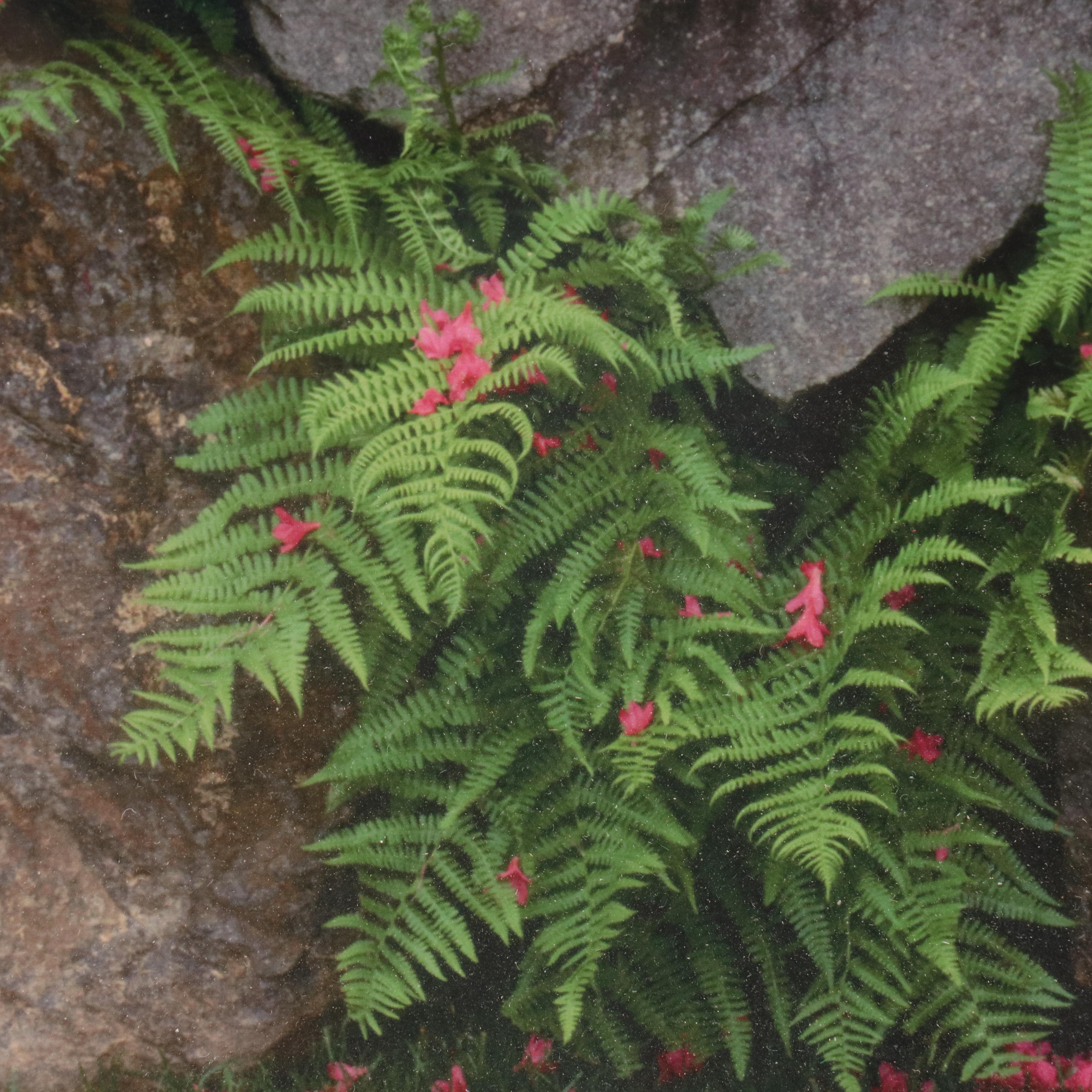 Chromogenic Print of D.C. Japanese Garden Rock Wall, Azaleas & Ferns