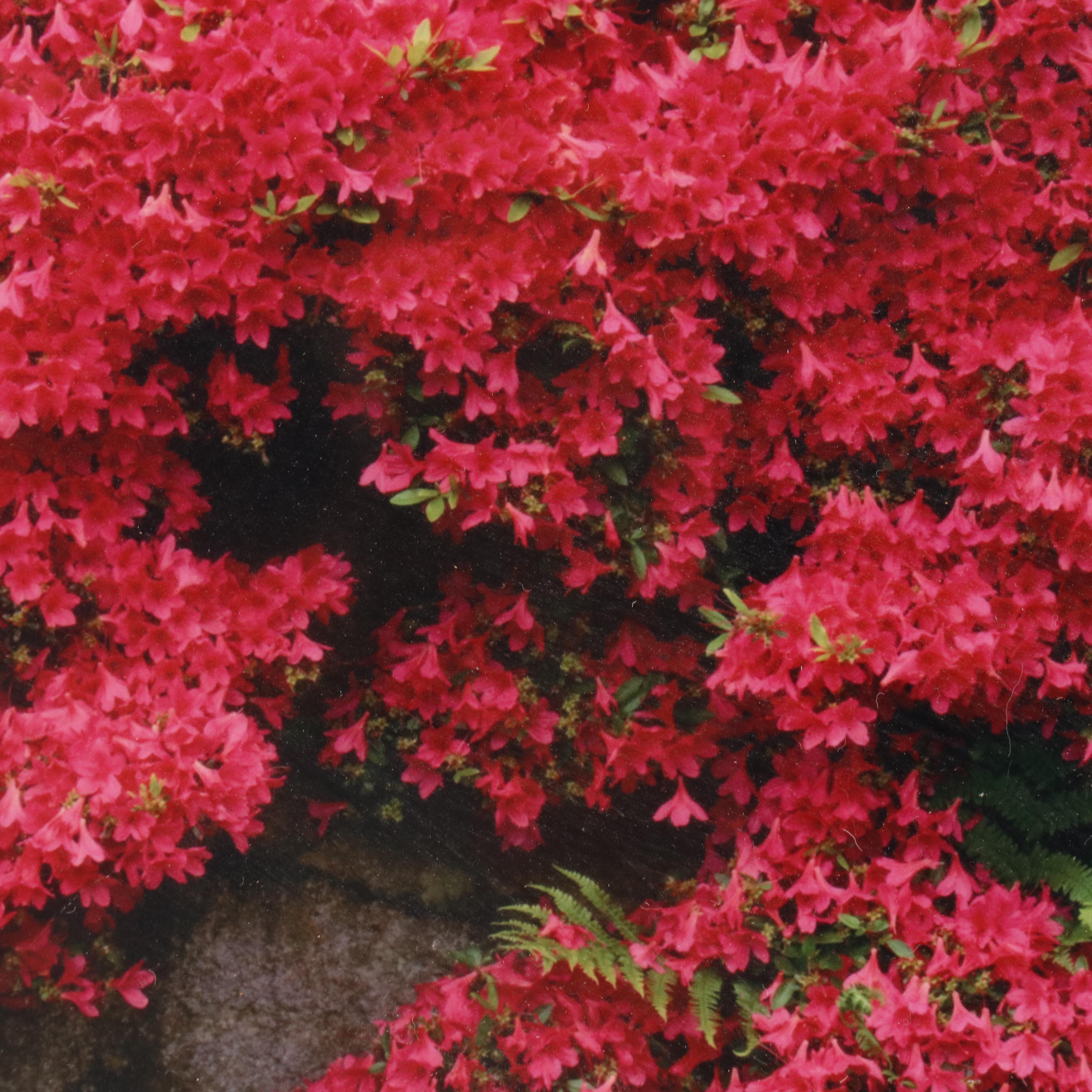 Chromogenic Print of D.C. Japanese Garden Rock Wall, Azaleas & Ferns