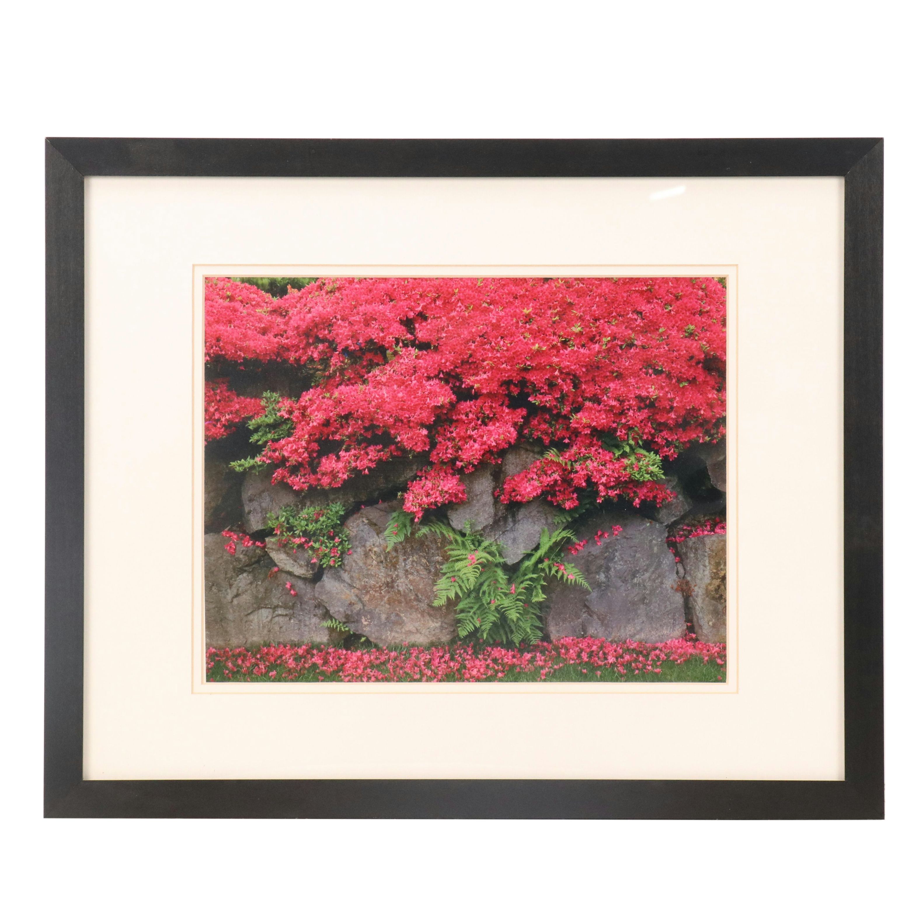 Chromogenic Print of D.C. Japanese Garden Rock Wall, Azaleas & Ferns