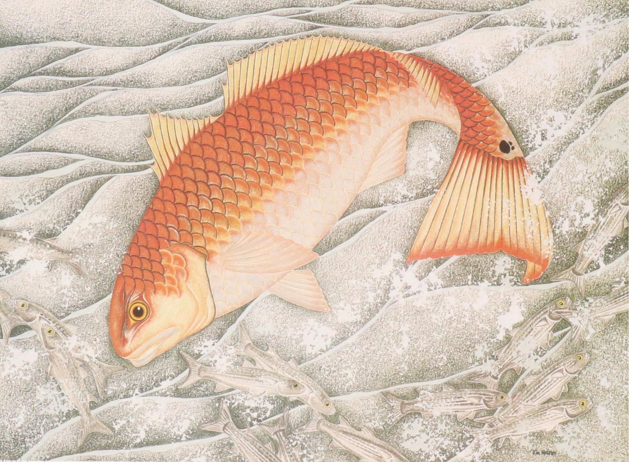 Kim Mosher Offset Lithograph North Carolina State Fish "Hatteras Red Drum"