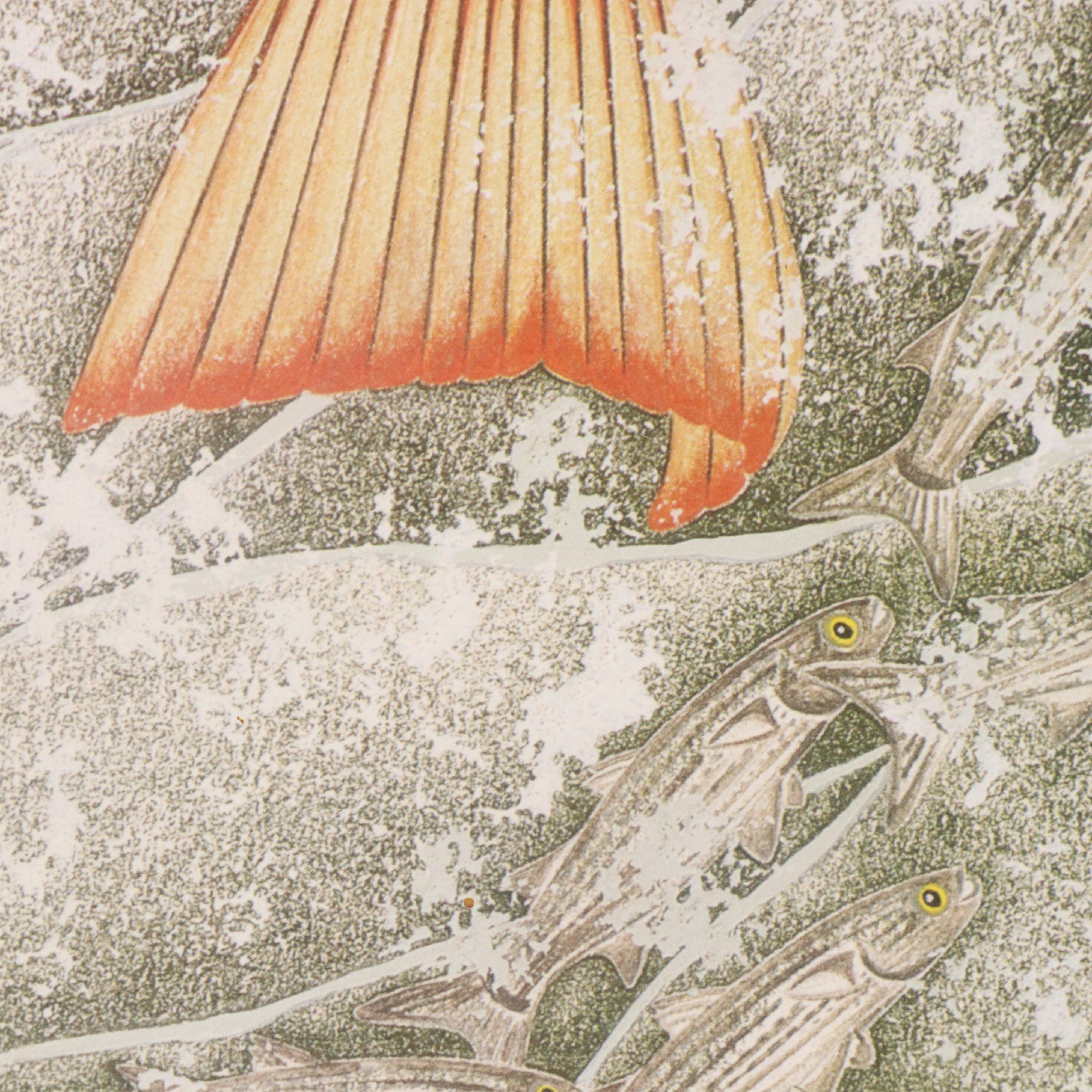 Kim Mosher Offset Lithograph North Carolina State Fish "Hatteras Red Drum"