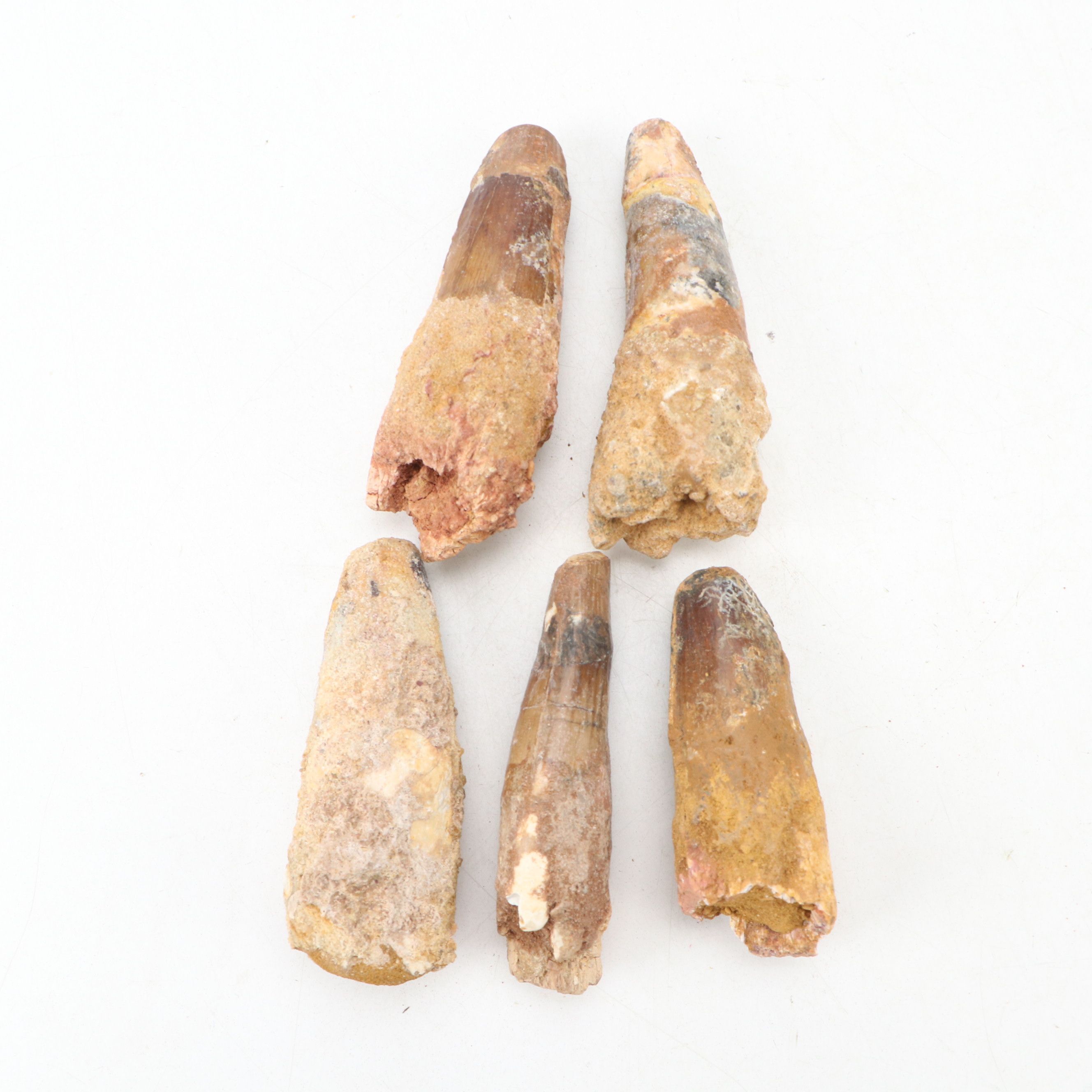 Fossilized Spinosaurus Dinosaur Teeth
