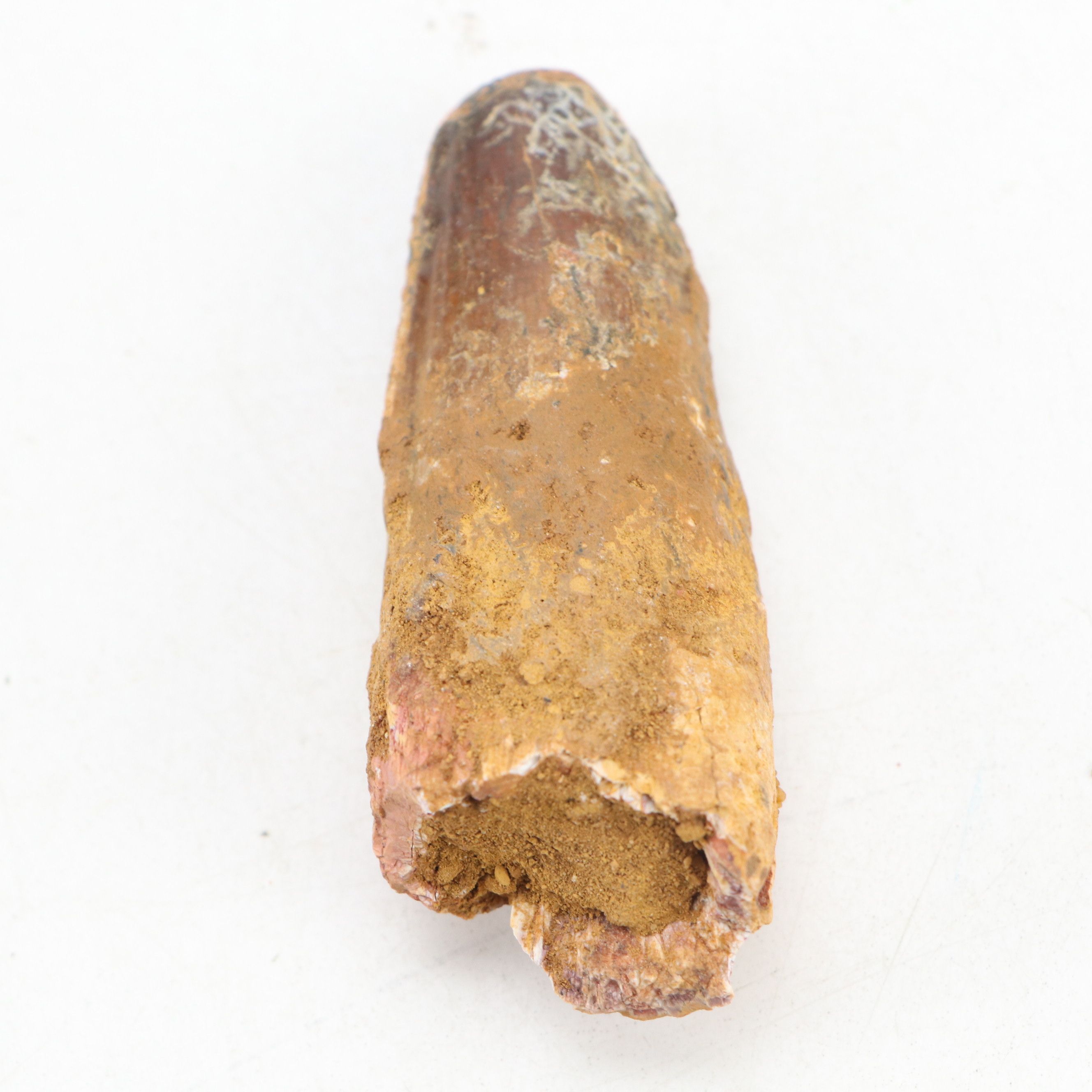 Fossilized Spinosaurus Dinosaur Teeth