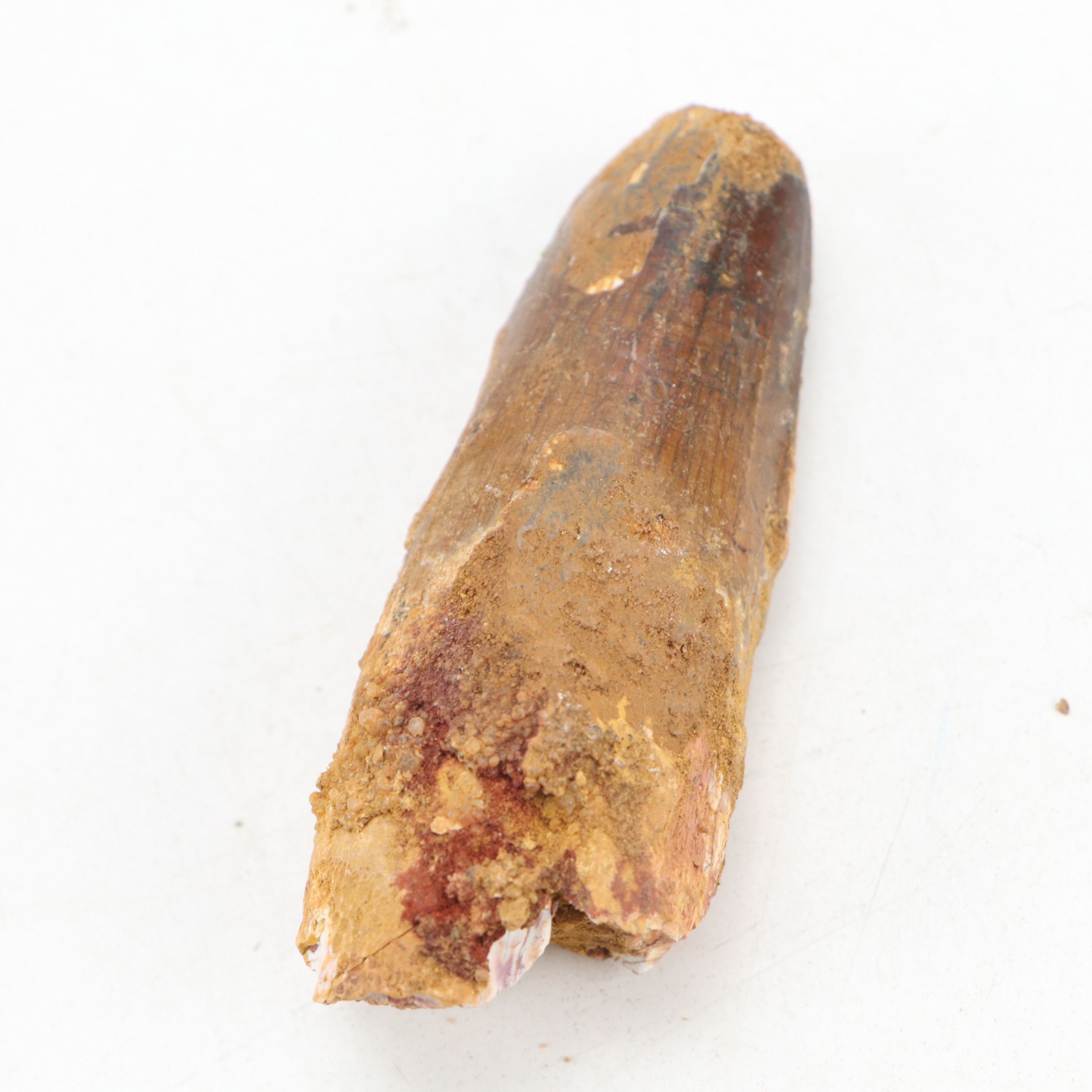 Fossilized Spinosaurus Dinosaur Teeth