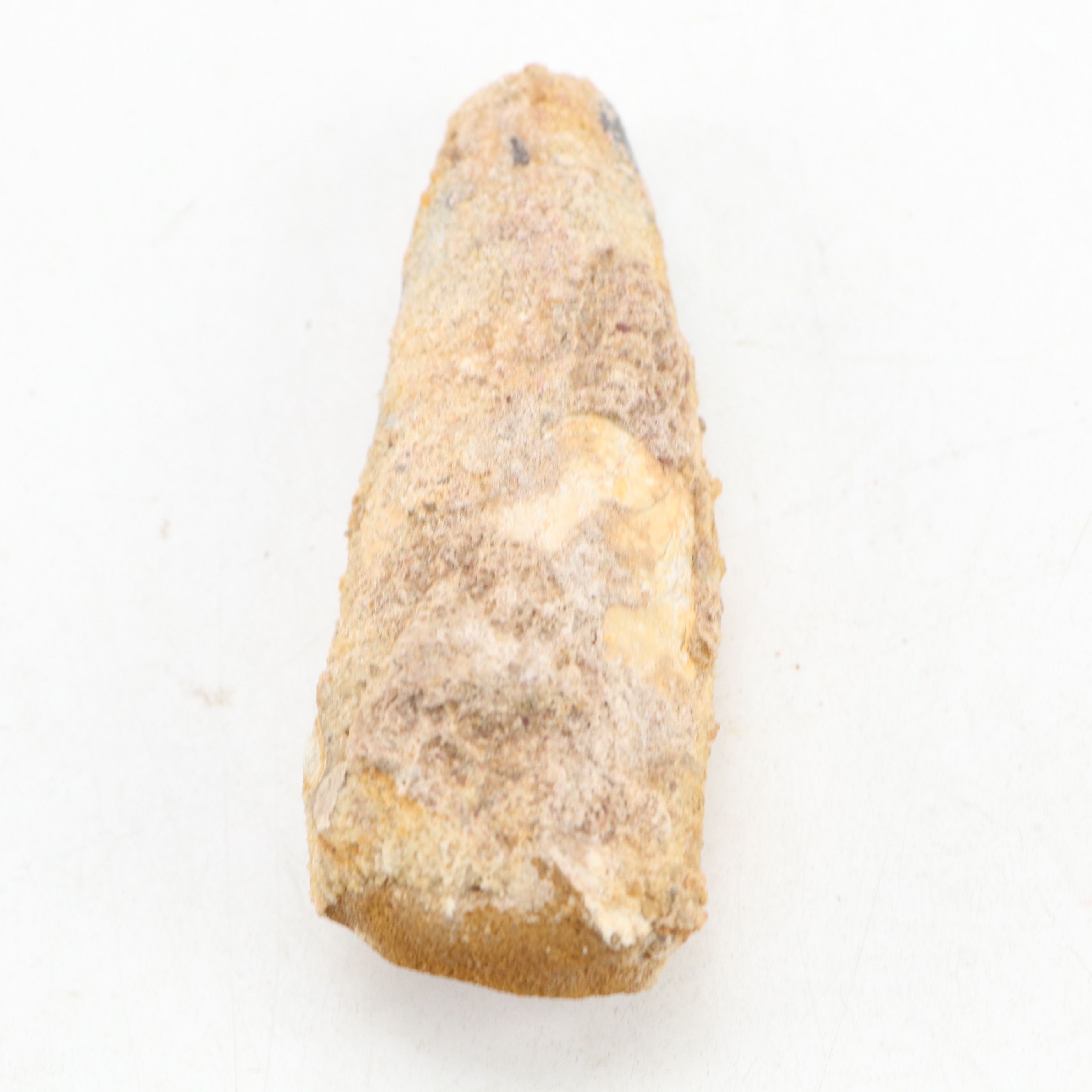 Fossilized Spinosaurus Dinosaur Teeth