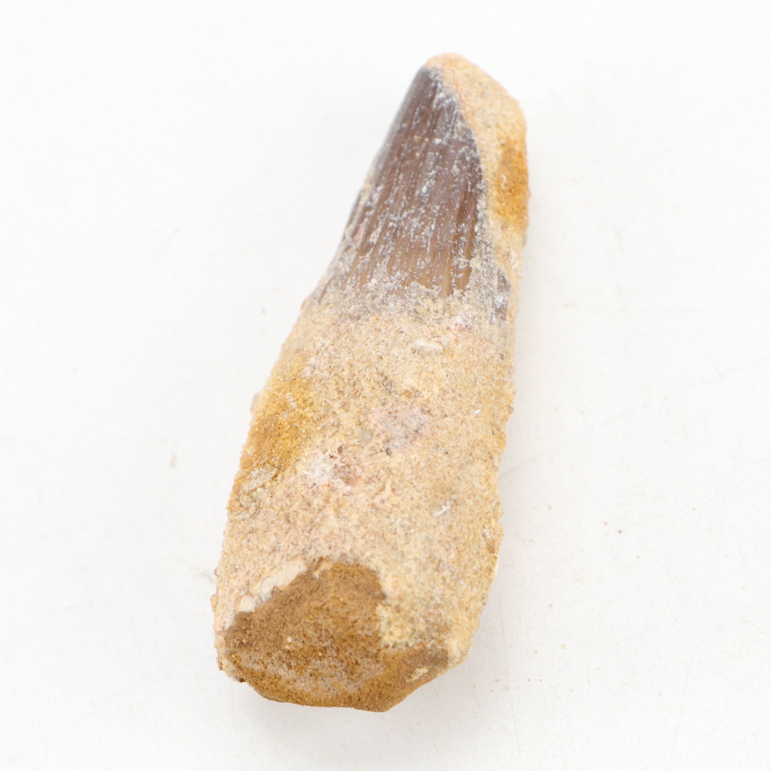 Fossilized Spinosaurus Dinosaur Teeth