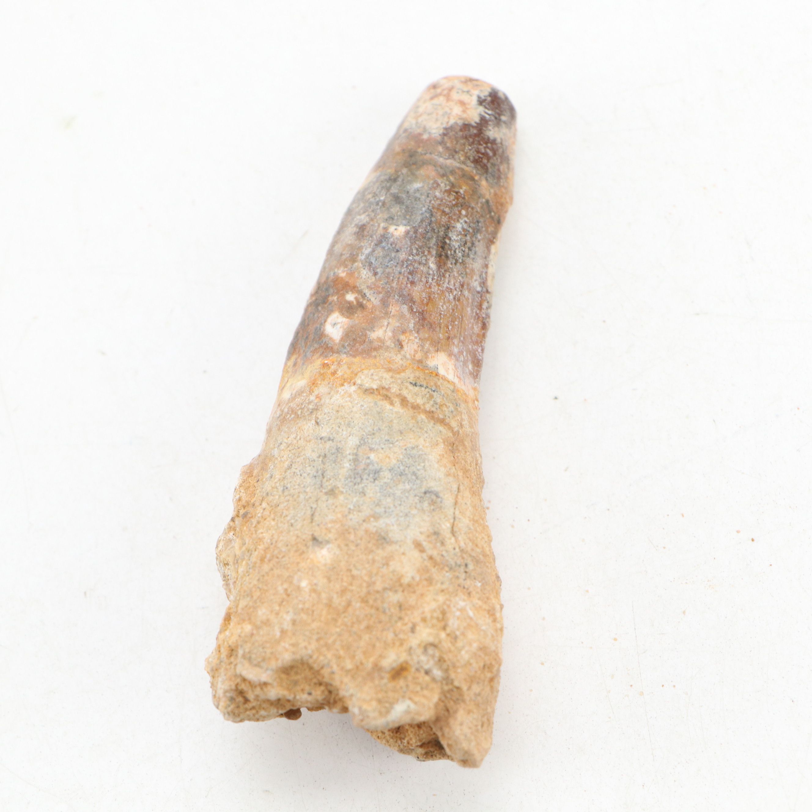 Fossilized Spinosaurus Dinosaur Teeth