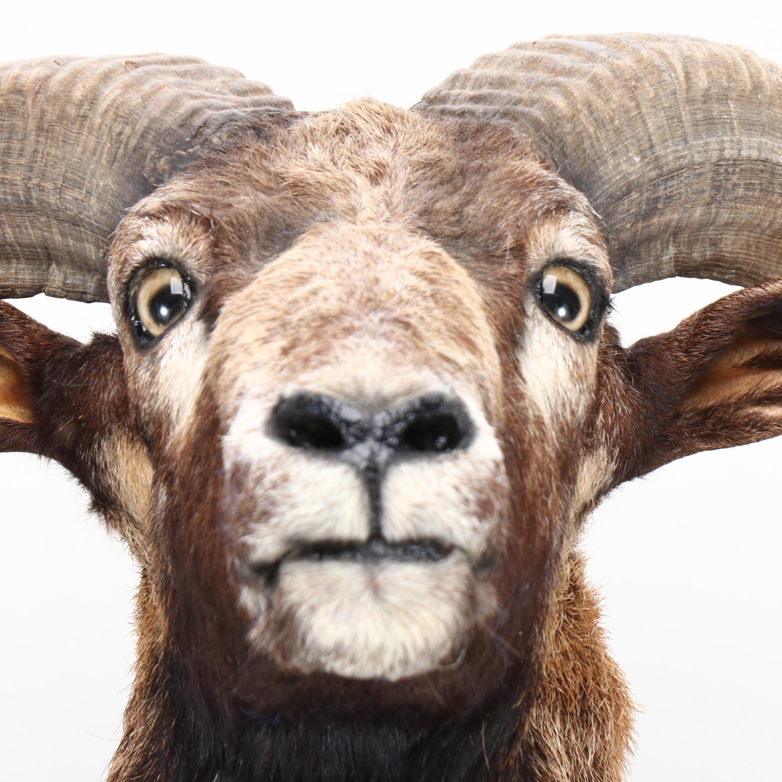 Taxidermy European Mouflon Ram Shoulder Mount