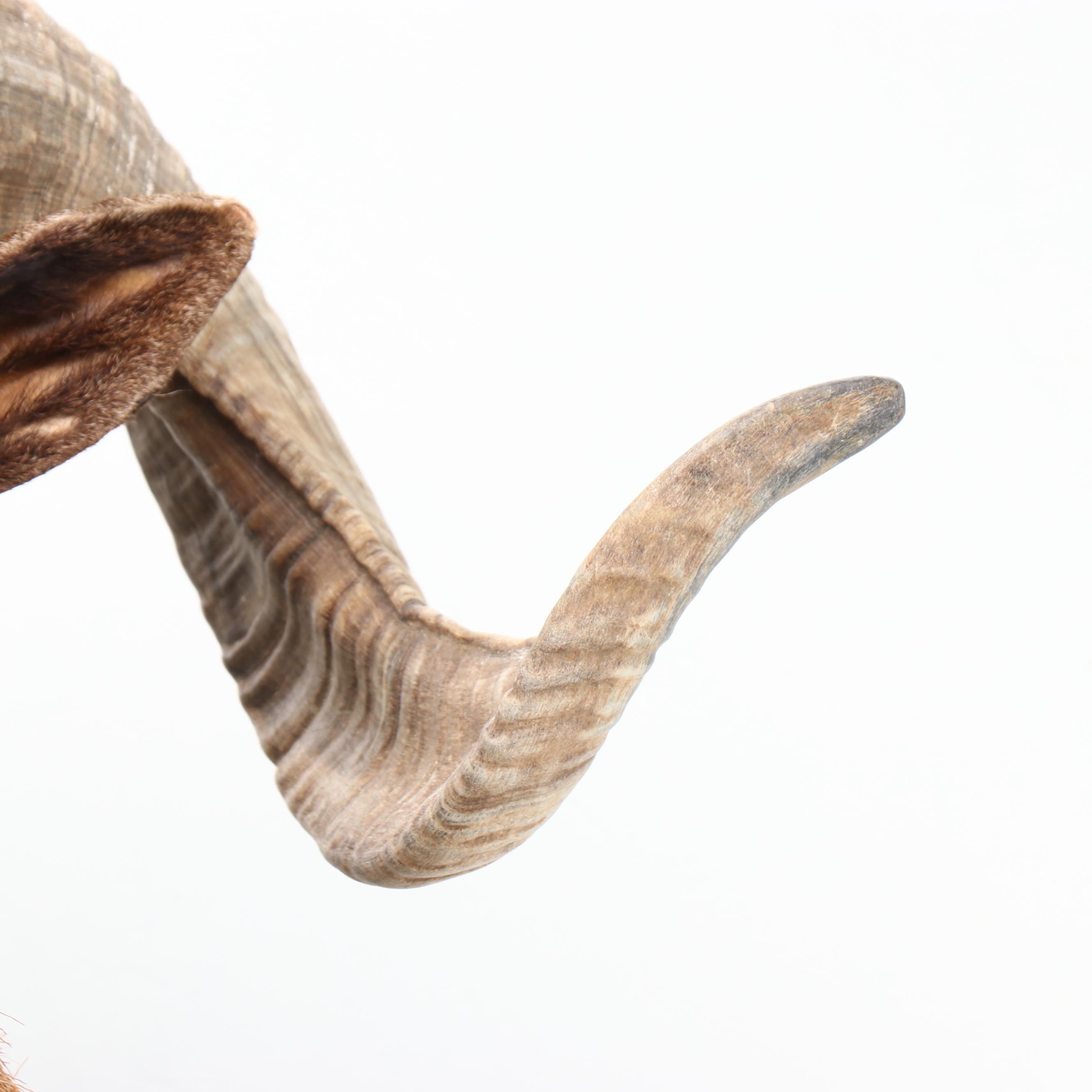 Taxidermy European Mouflon Ram Shoulder Mount