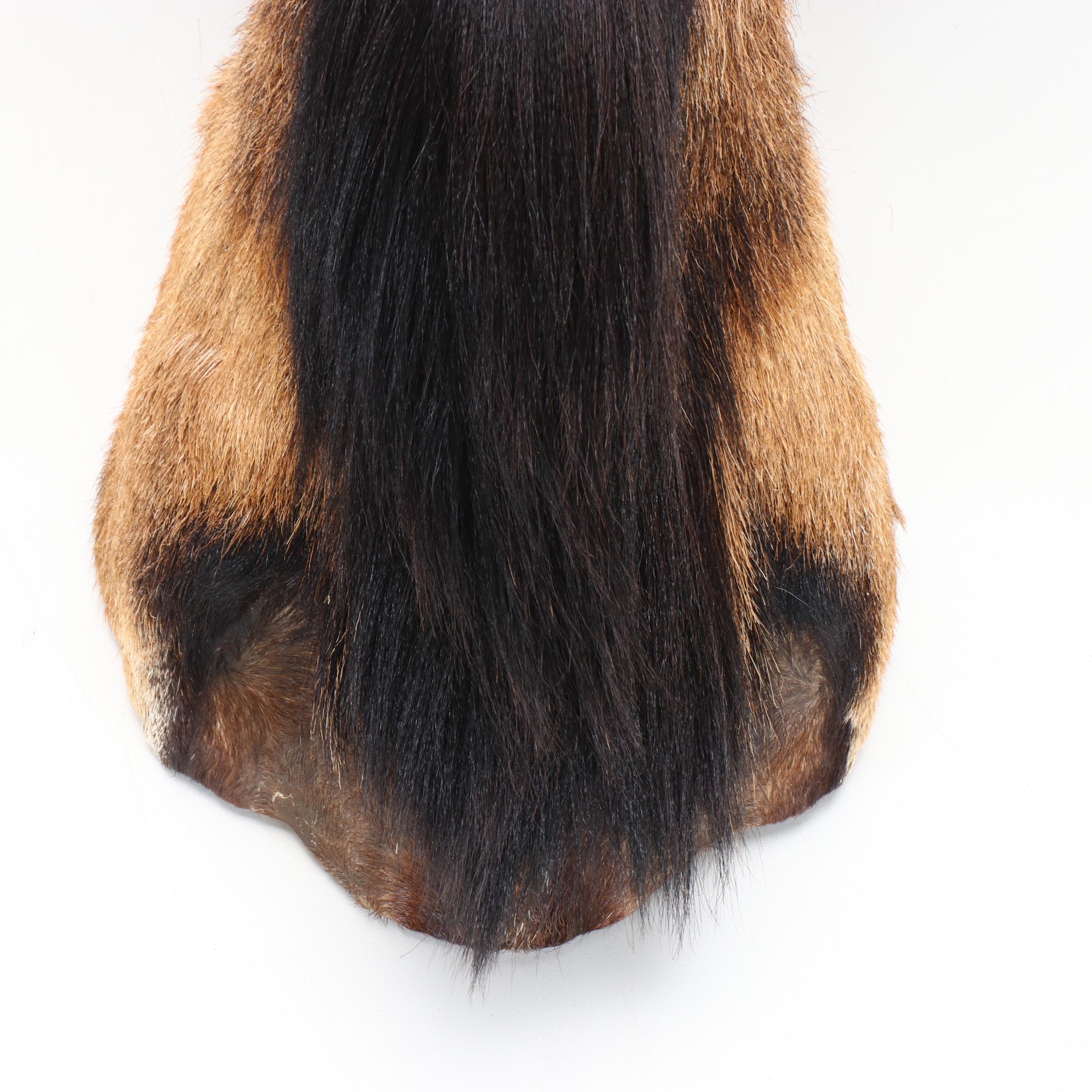 Taxidermy European Mouflon Ram Shoulder Mount