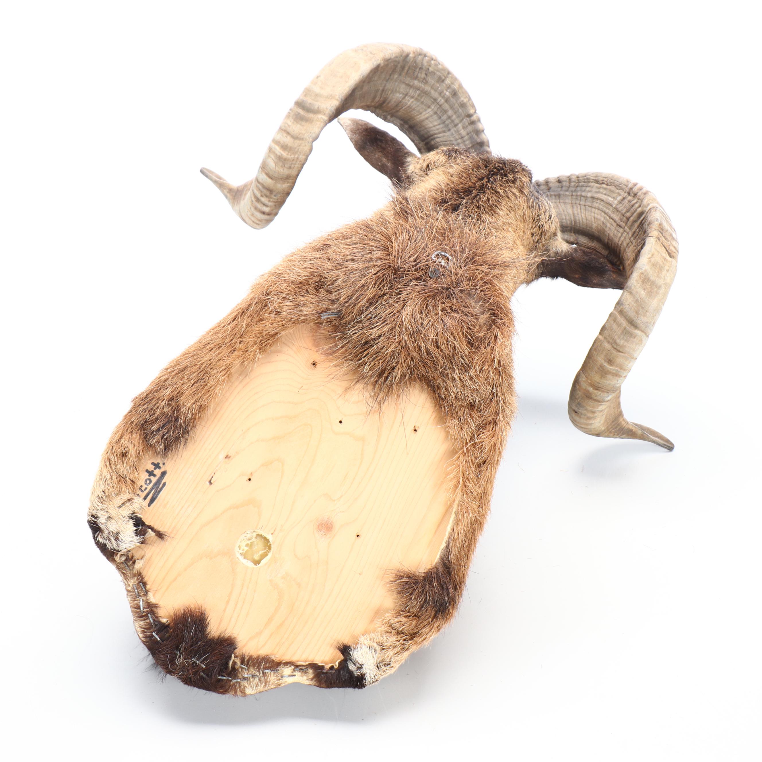 Taxidermy European Mouflon Ram Shoulder Mount