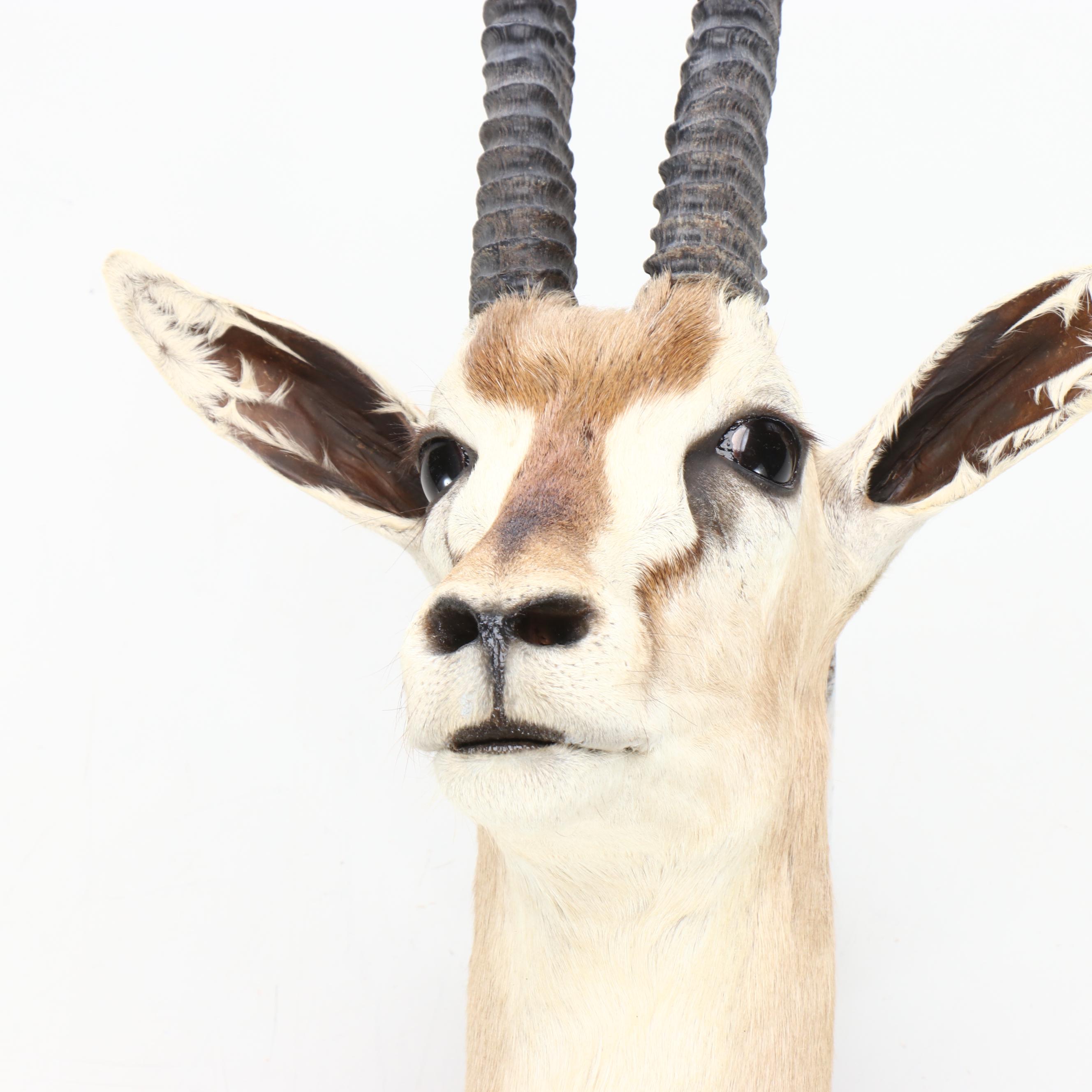 Taxidermy Thomson's Gazelle Shoulder Mount