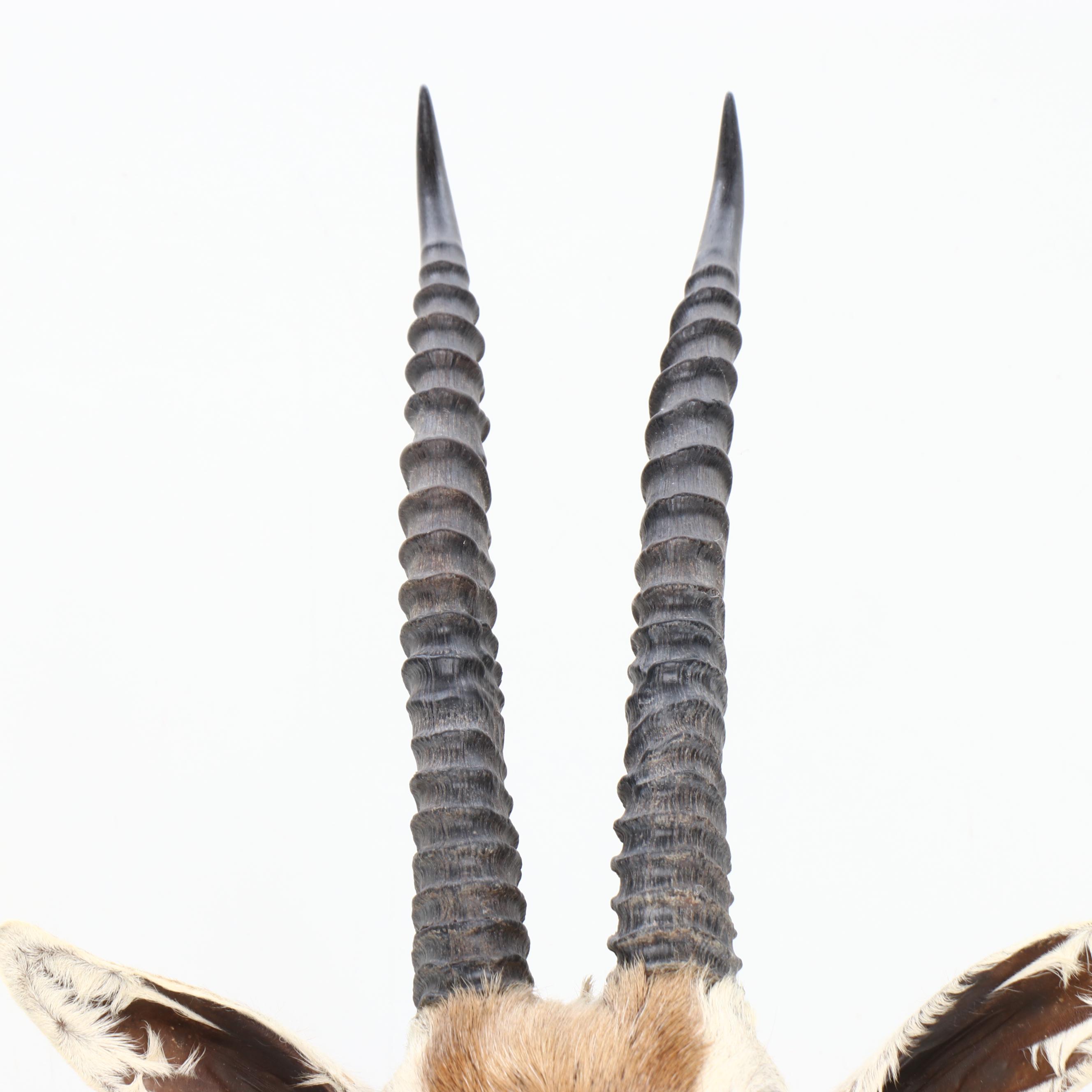 Taxidermy Thomson's Gazelle Shoulder Mount