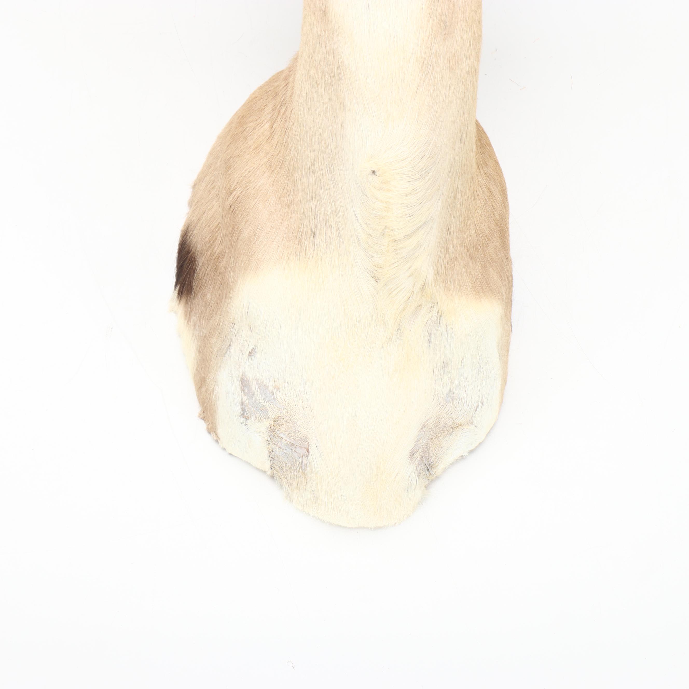 Taxidermy Thomson's Gazelle Shoulder Mount