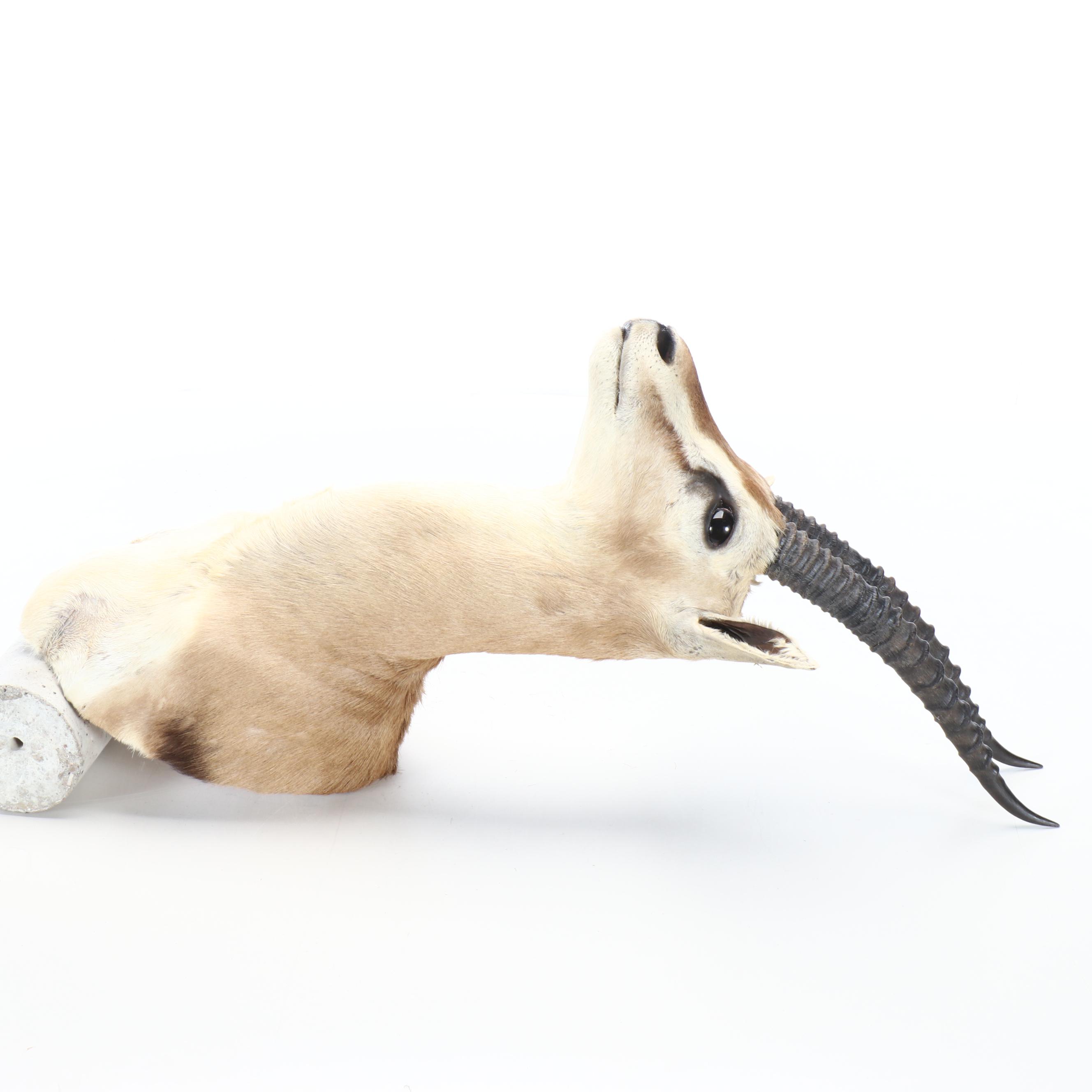 Taxidermy Thomson's Gazelle Shoulder Mount