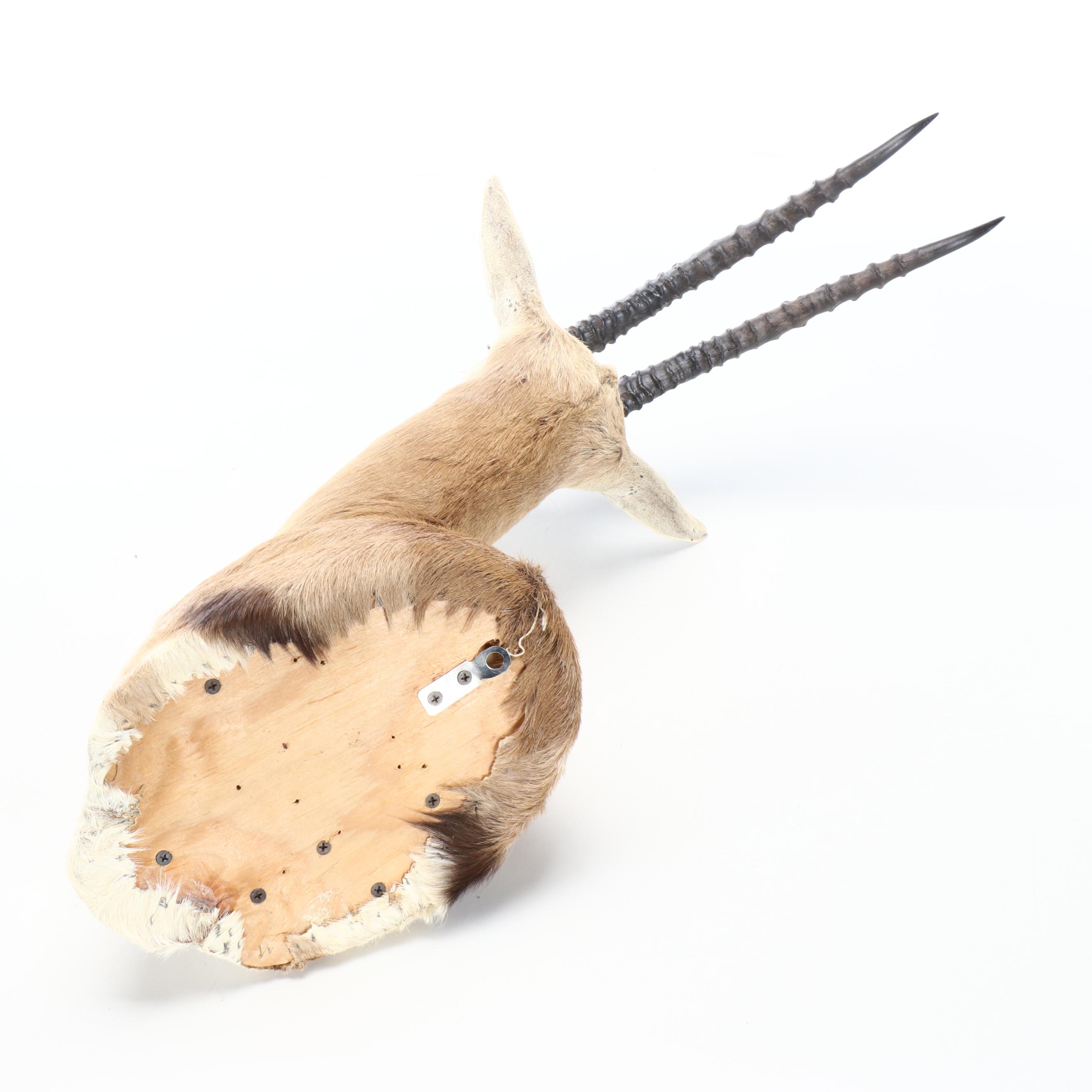 Taxidermy Thomson's Gazelle Shoulder Mount