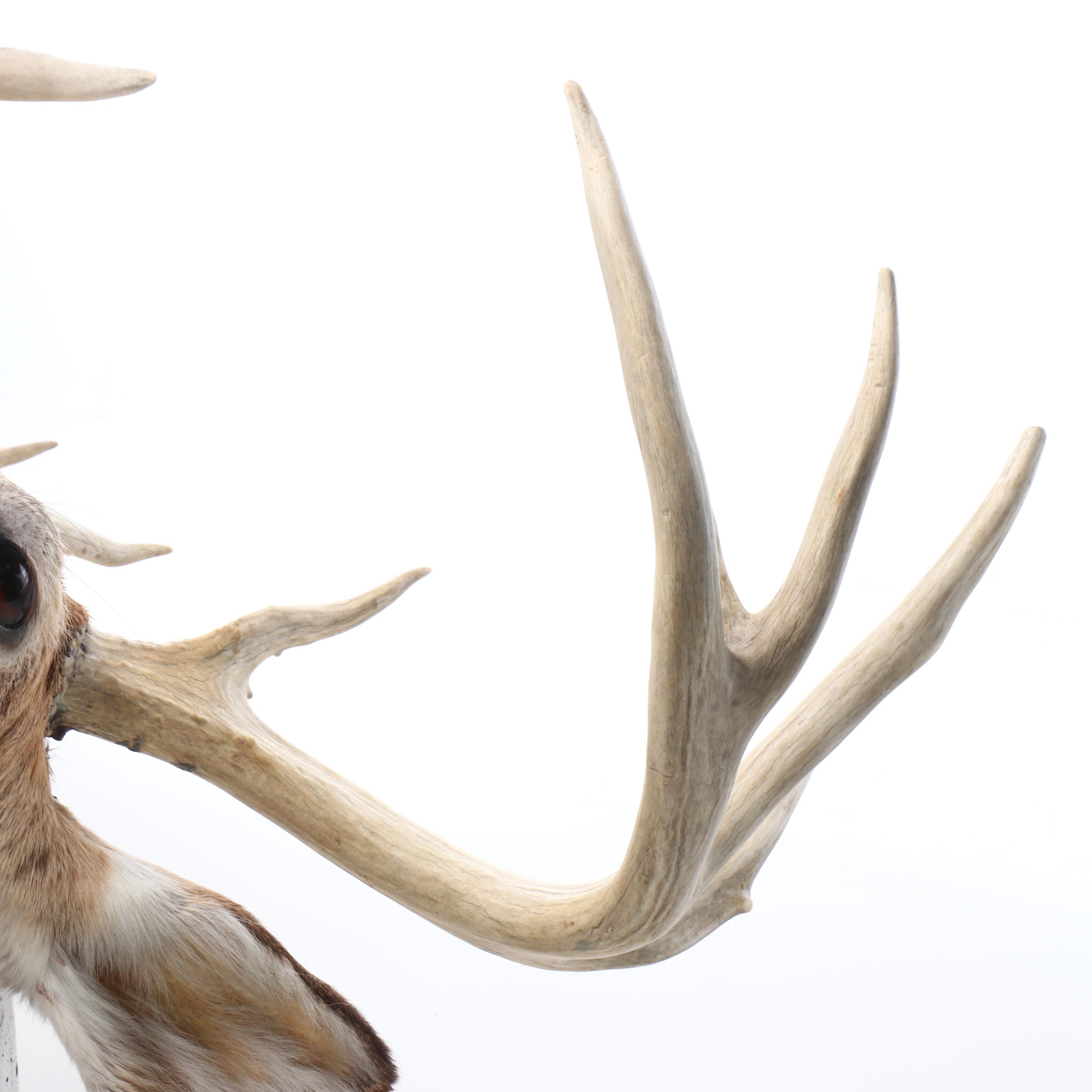 Taxidermy White-Tailed Deer Shoulder Mount