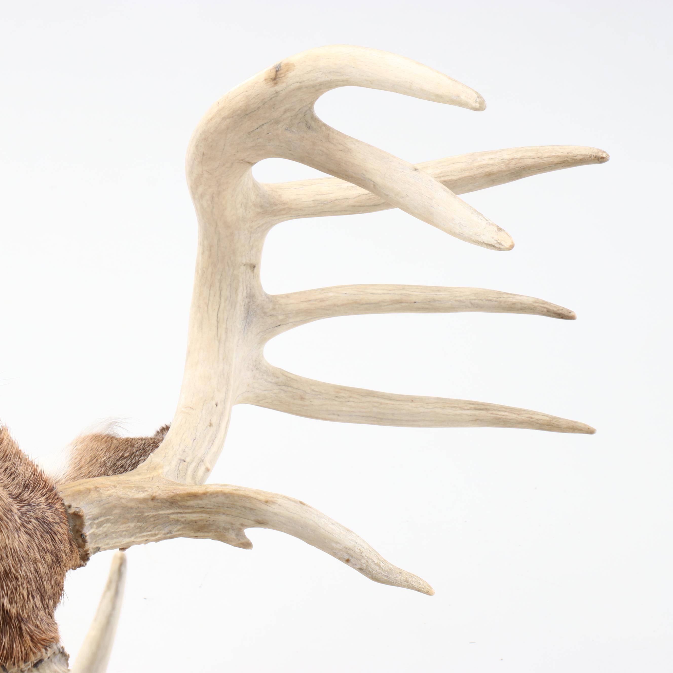 Taxidermy White-Tailed Deer Shoulder Mount