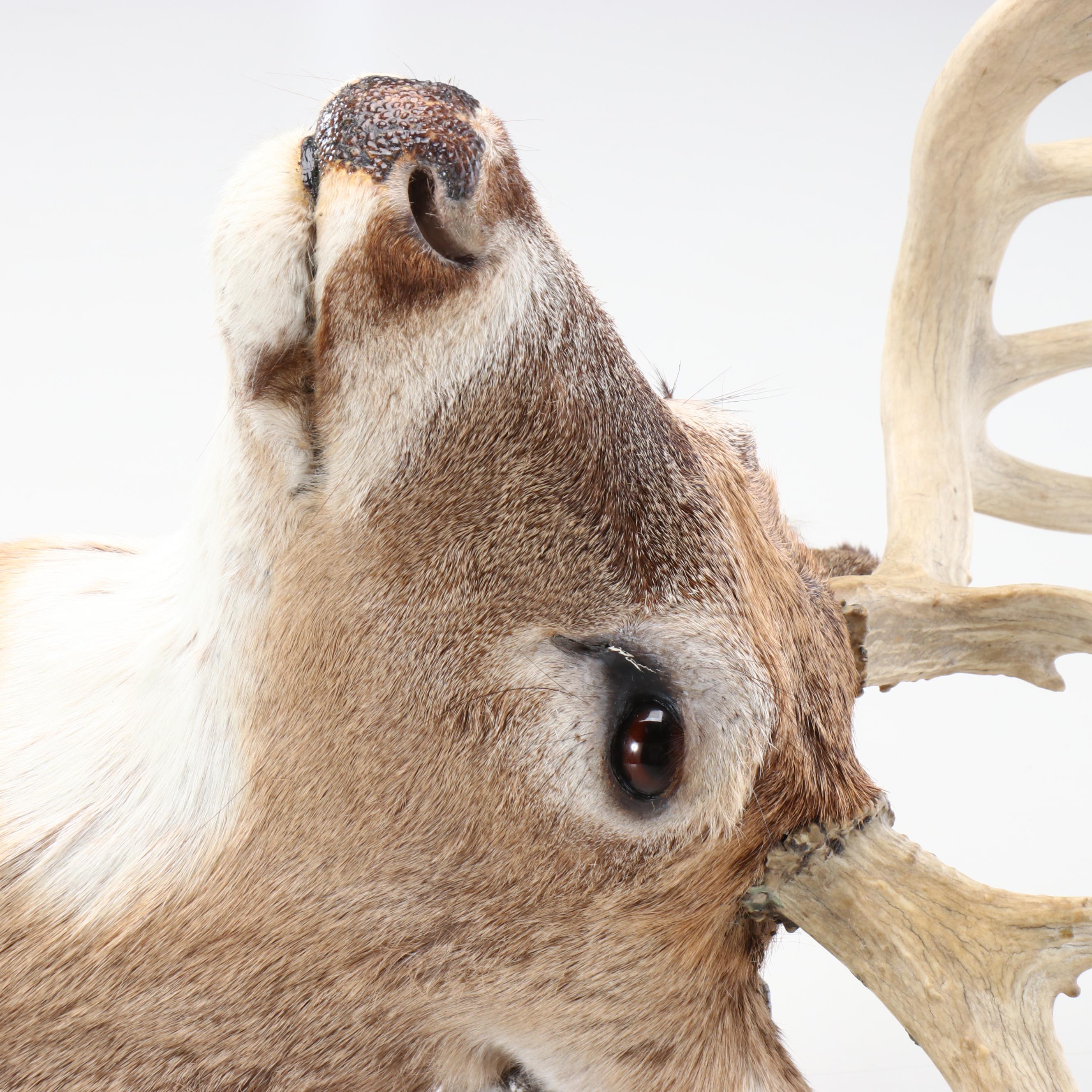 Taxidermy White-Tailed Deer Shoulder Mount