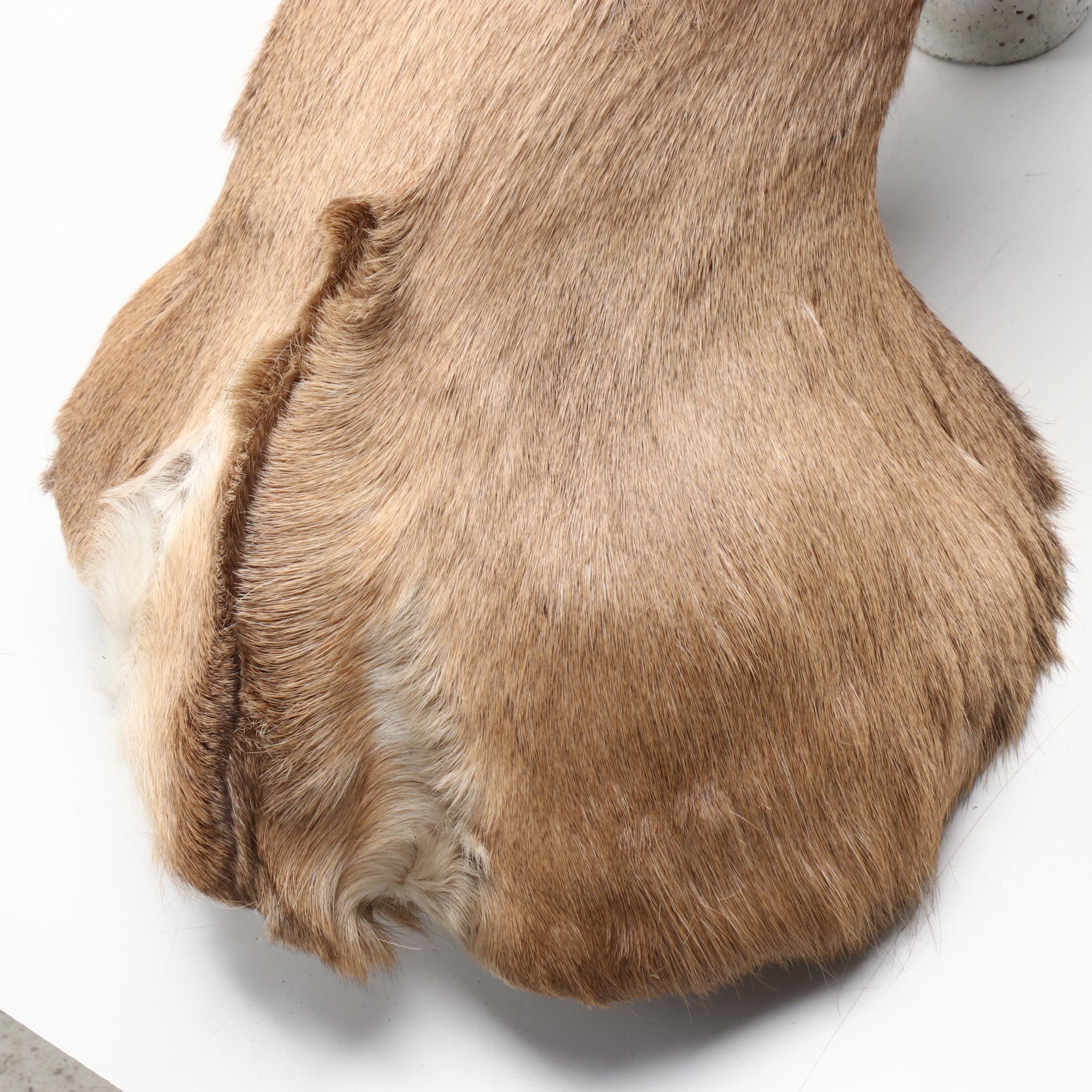 Taxidermy White-Tailed Deer Shoulder Mount