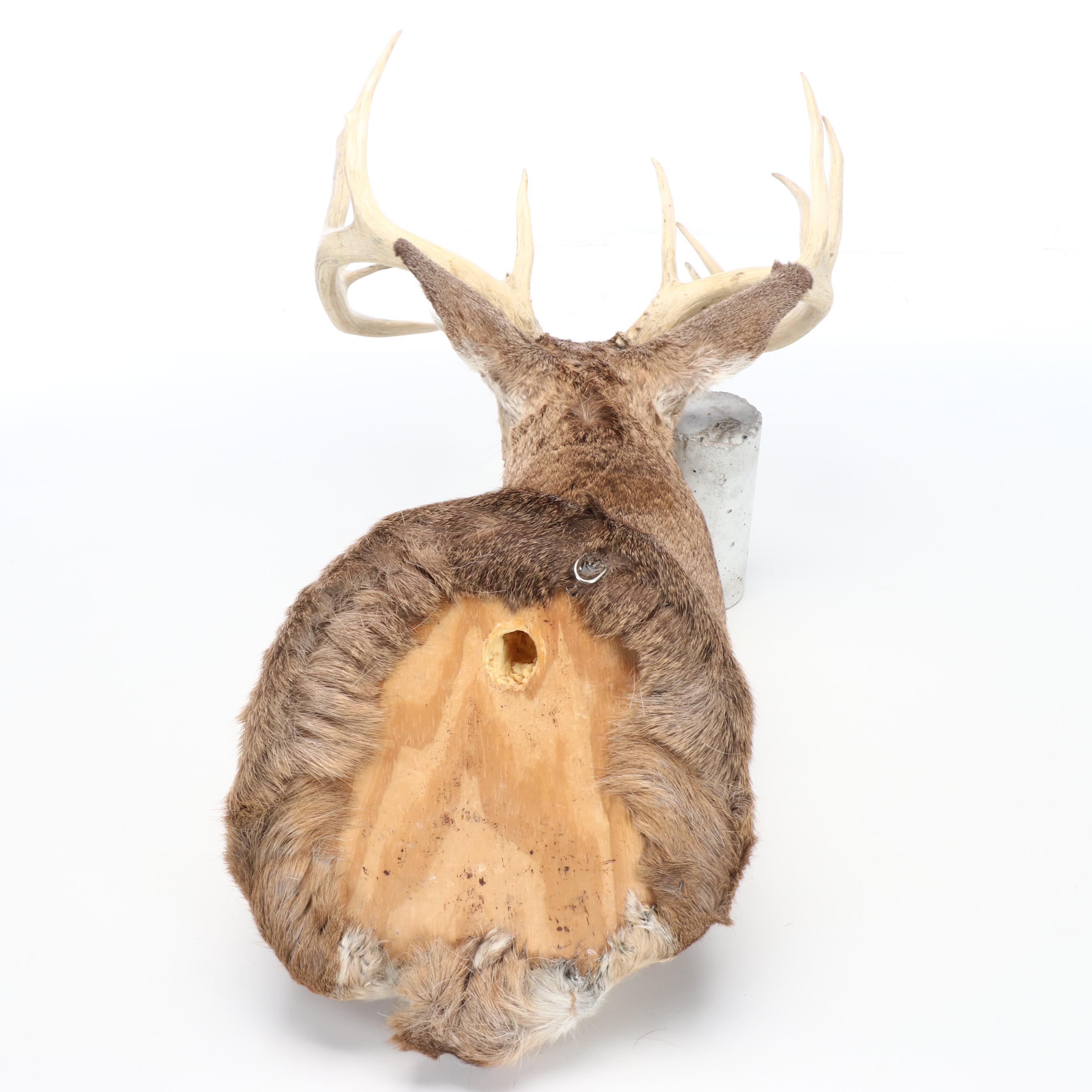 Taxidermy White-Tailed Deer Shoulder Mount