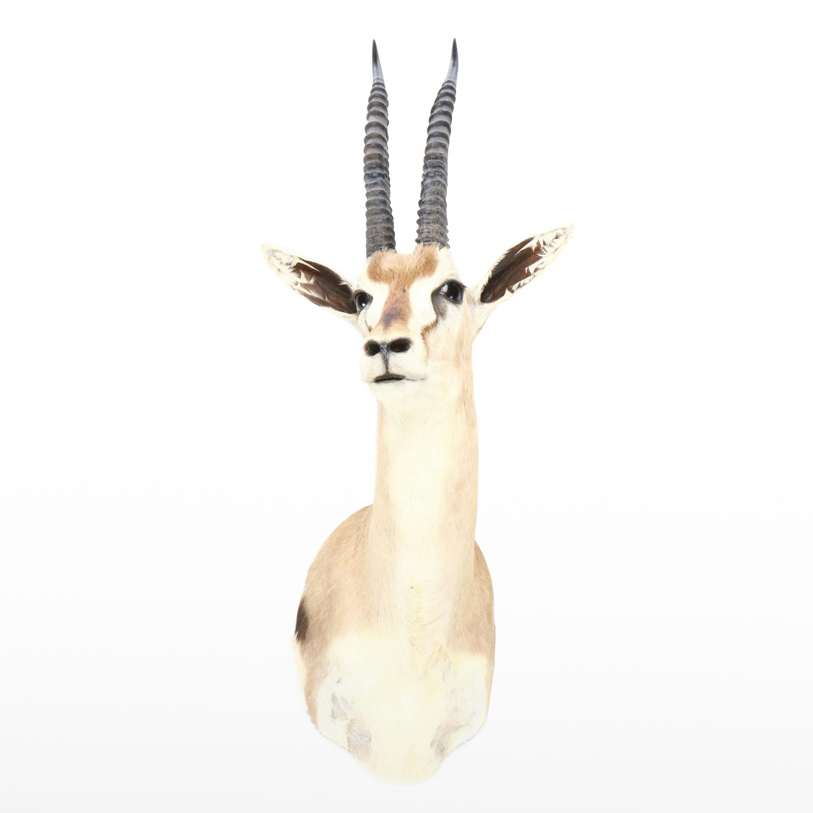 Taxidermy Thomson's Gazelle Shoulder Mount