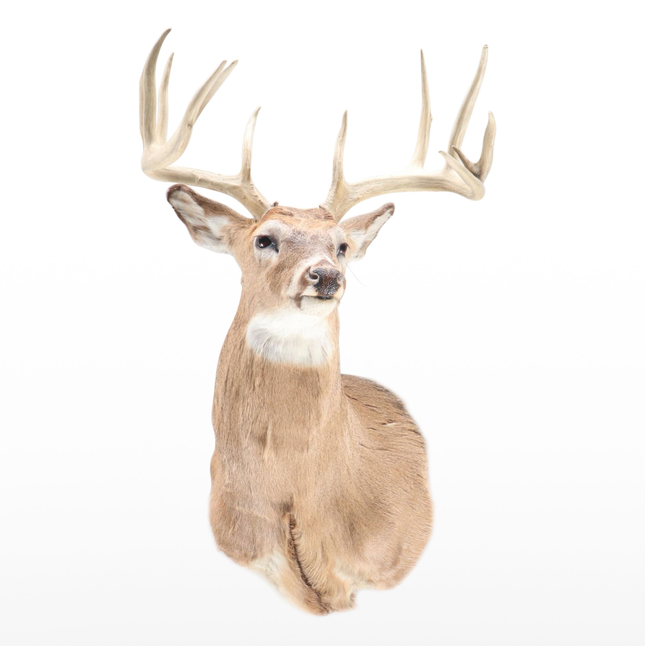 Taxidermy White-Tailed Deer Shoulder Mount