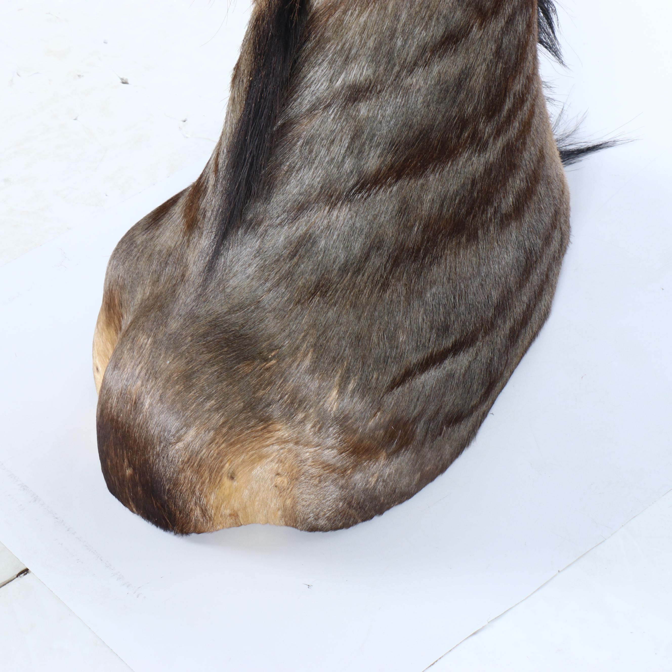 Taxidermy Blue Wildebeest / Brindle Gnu Shoulder Mount