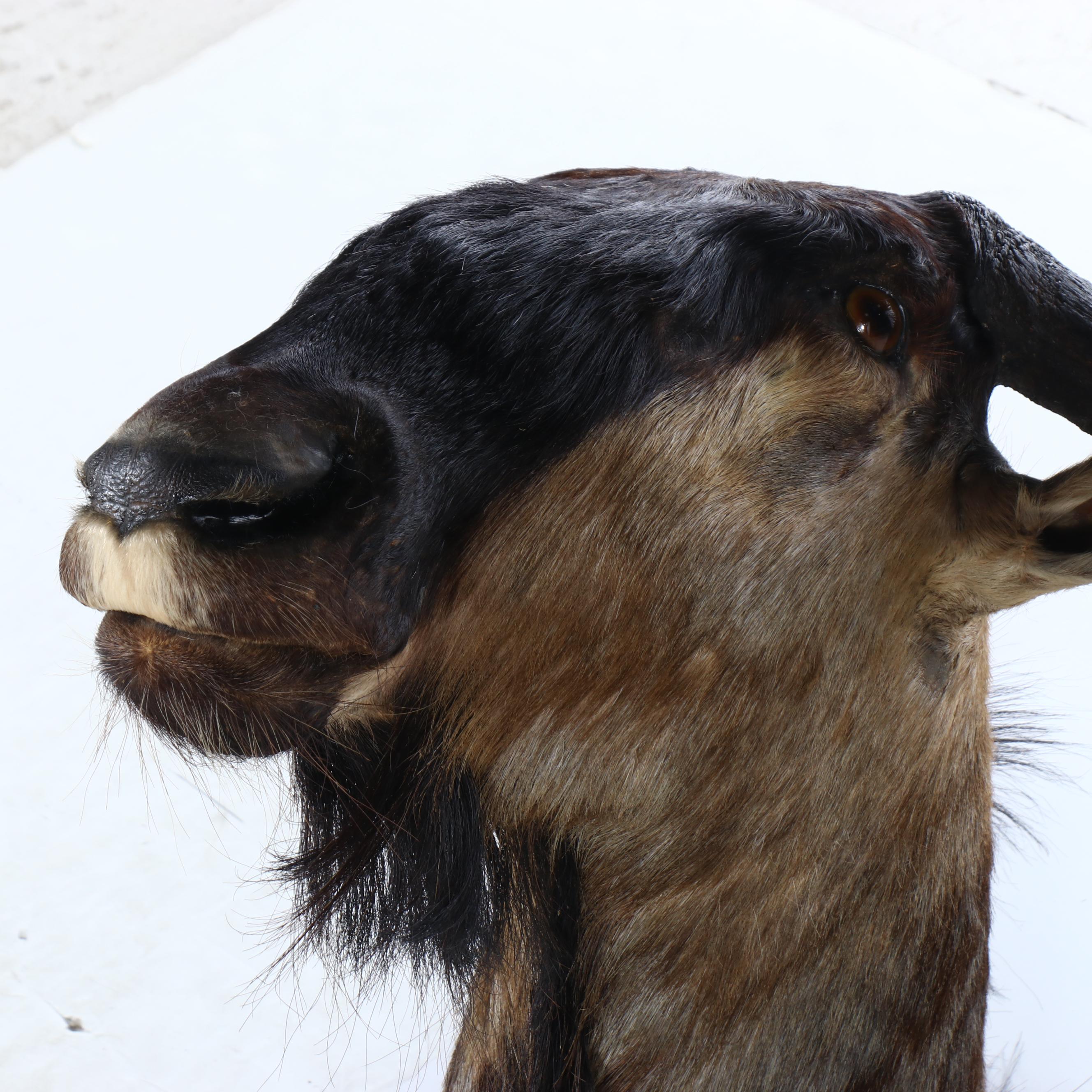 Taxidermy Blue Wildebeest / Brindle Gnu Shoulder Mount