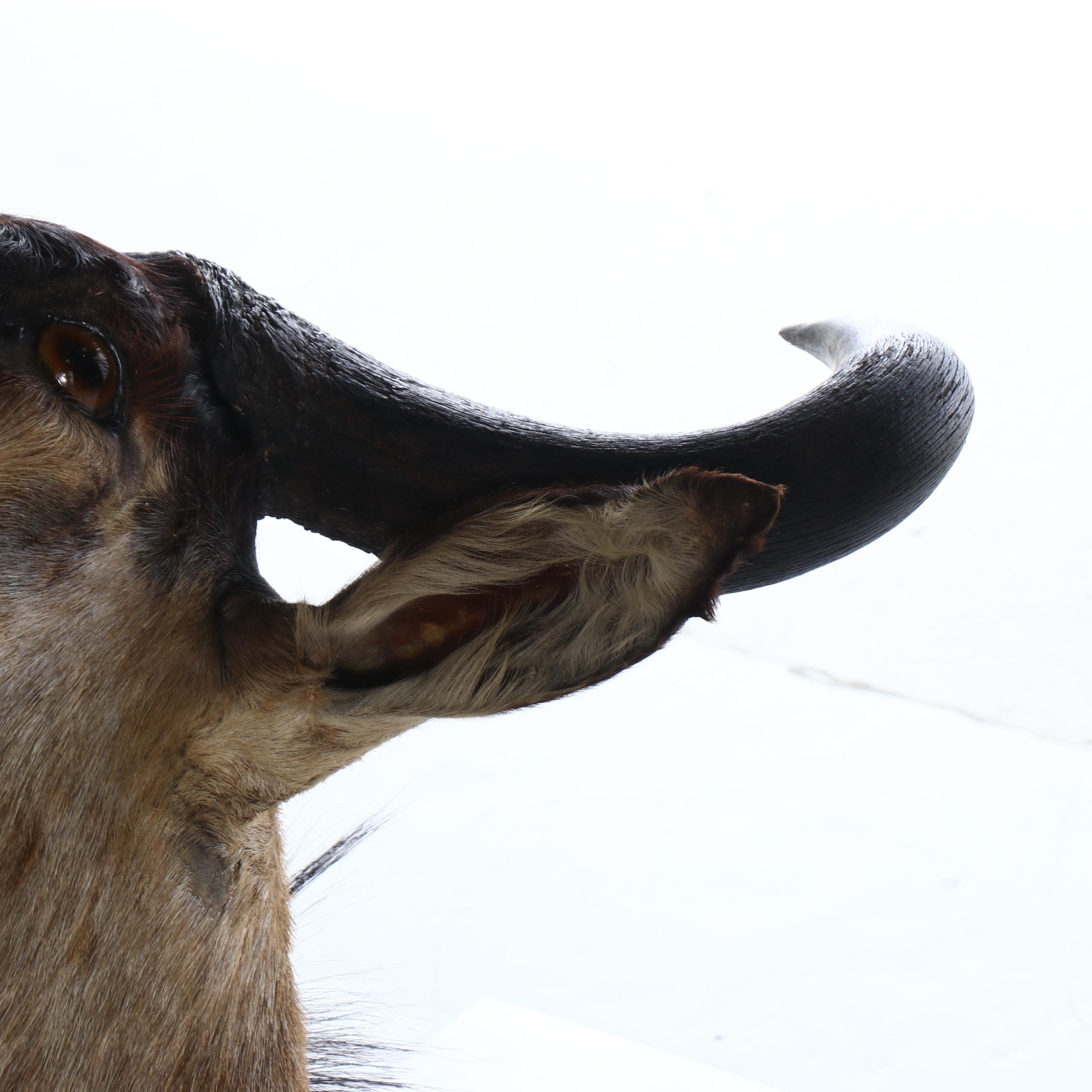 Taxidermy Blue Wildebeest / Brindle Gnu Shoulder Mount