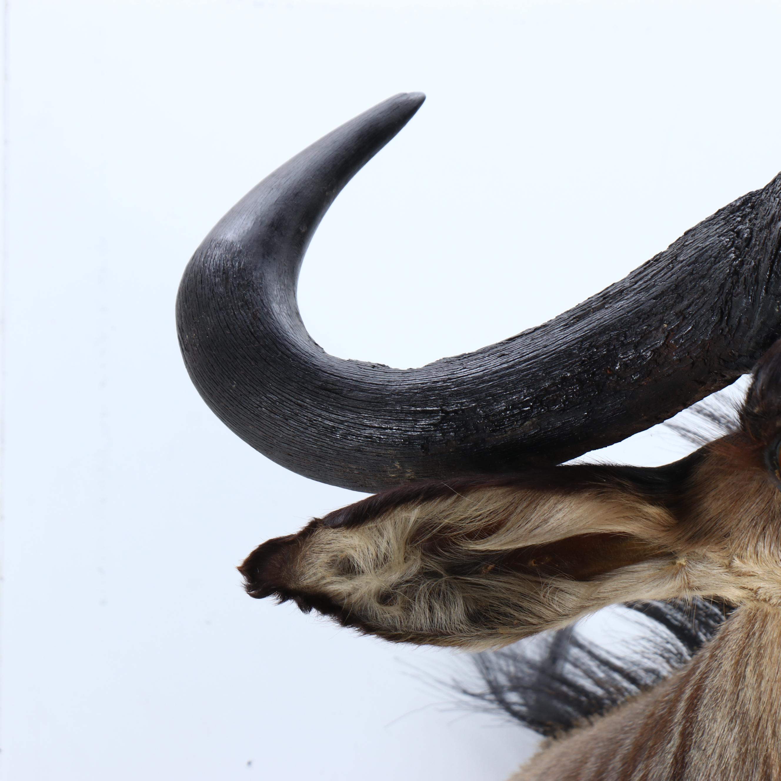 Taxidermy Blue Wildebeest / Brindle Gnu Shoulder Mount