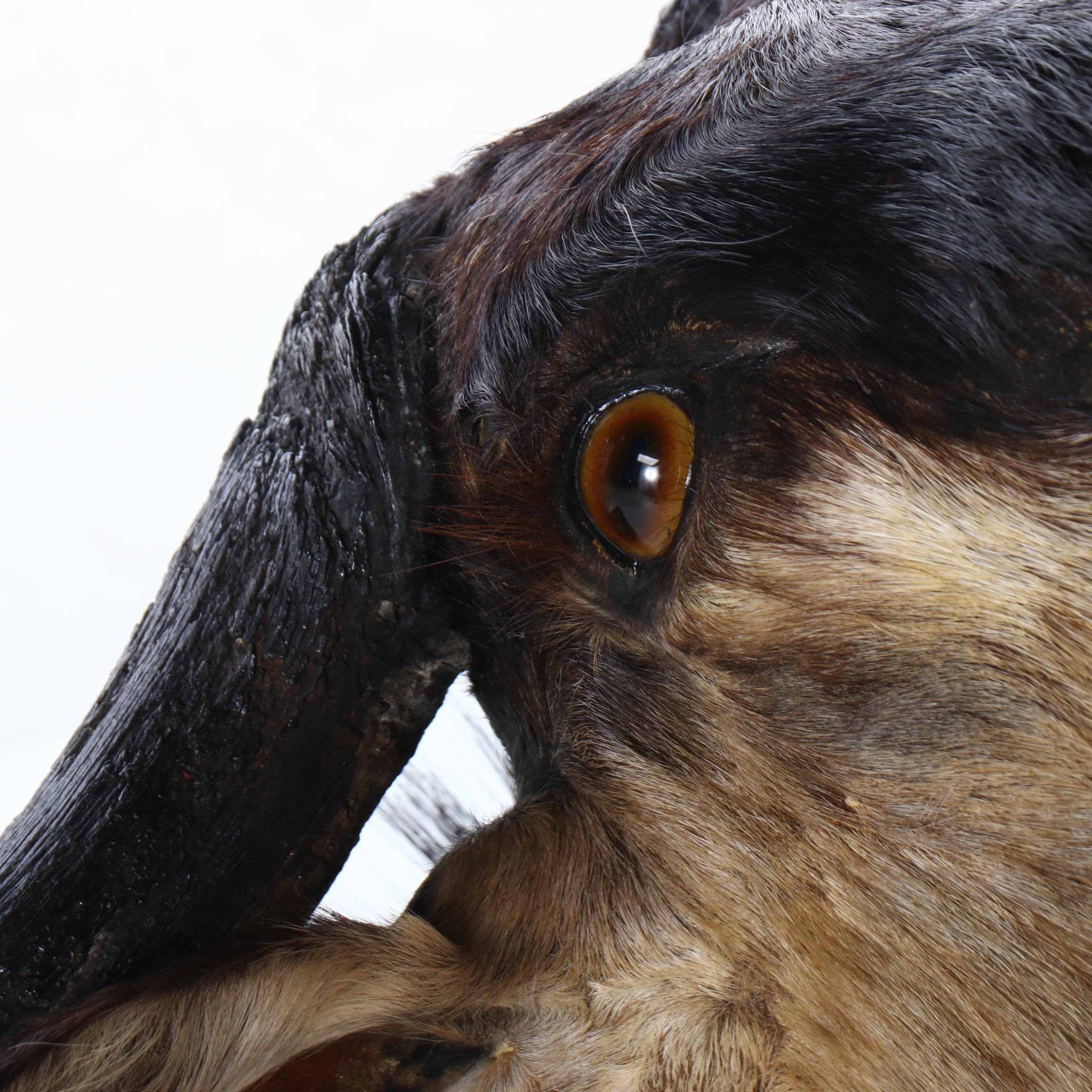 Taxidermy Blue Wildebeest / Brindle Gnu Shoulder Mount