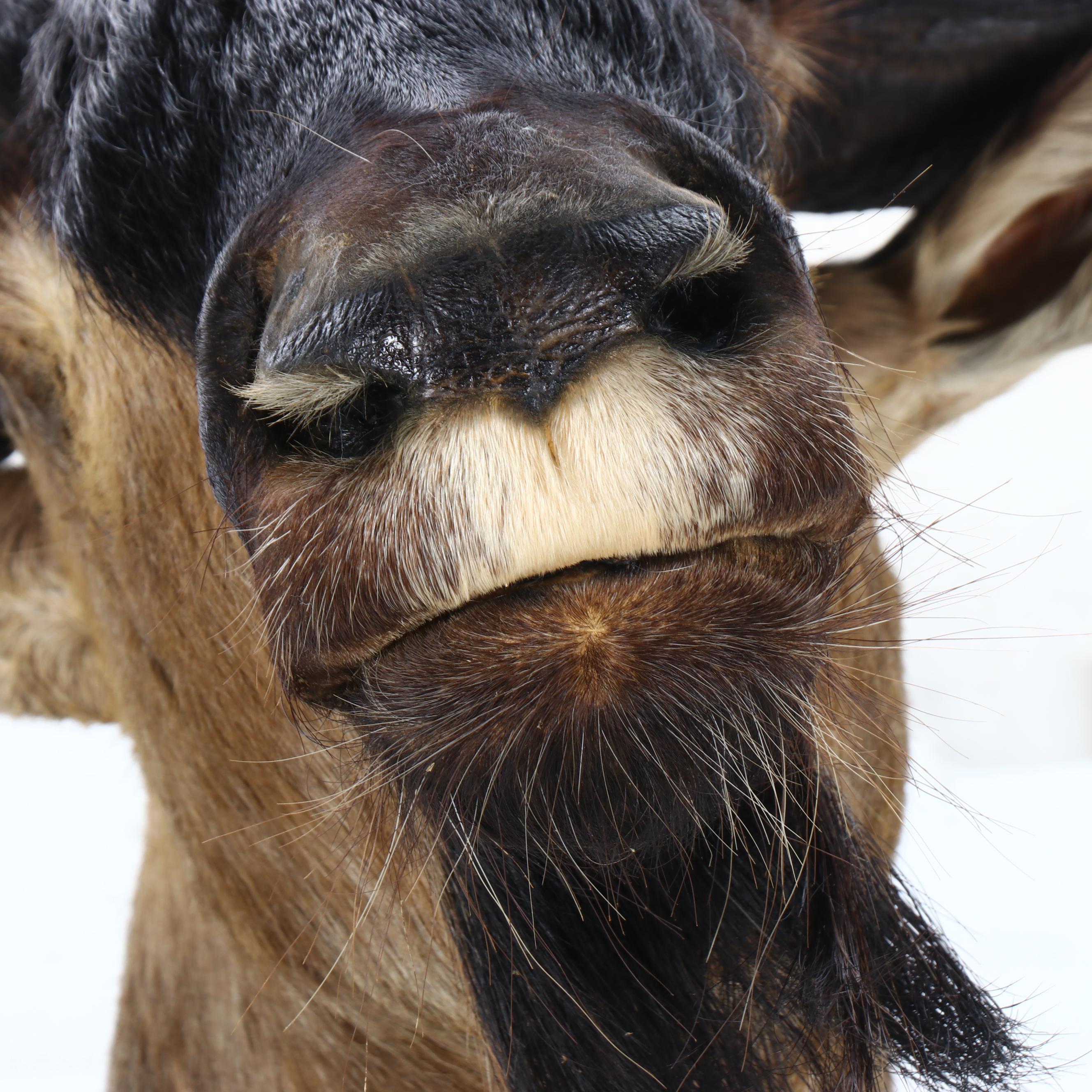 Taxidermy Blue Wildebeest / Brindle Gnu Shoulder Mount