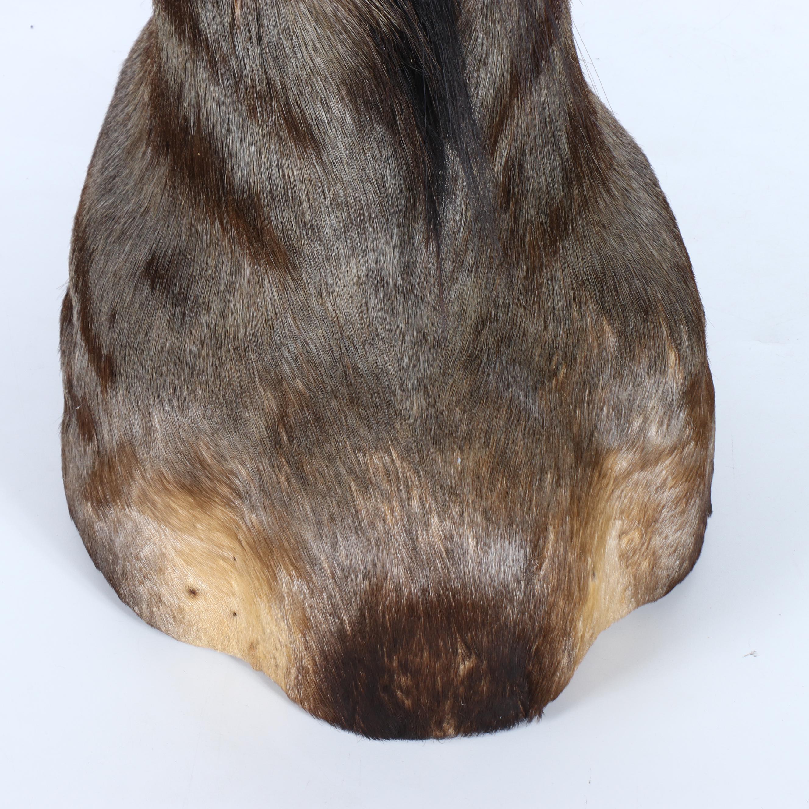 Taxidermy Blue Wildebeest / Brindle Gnu Shoulder Mount