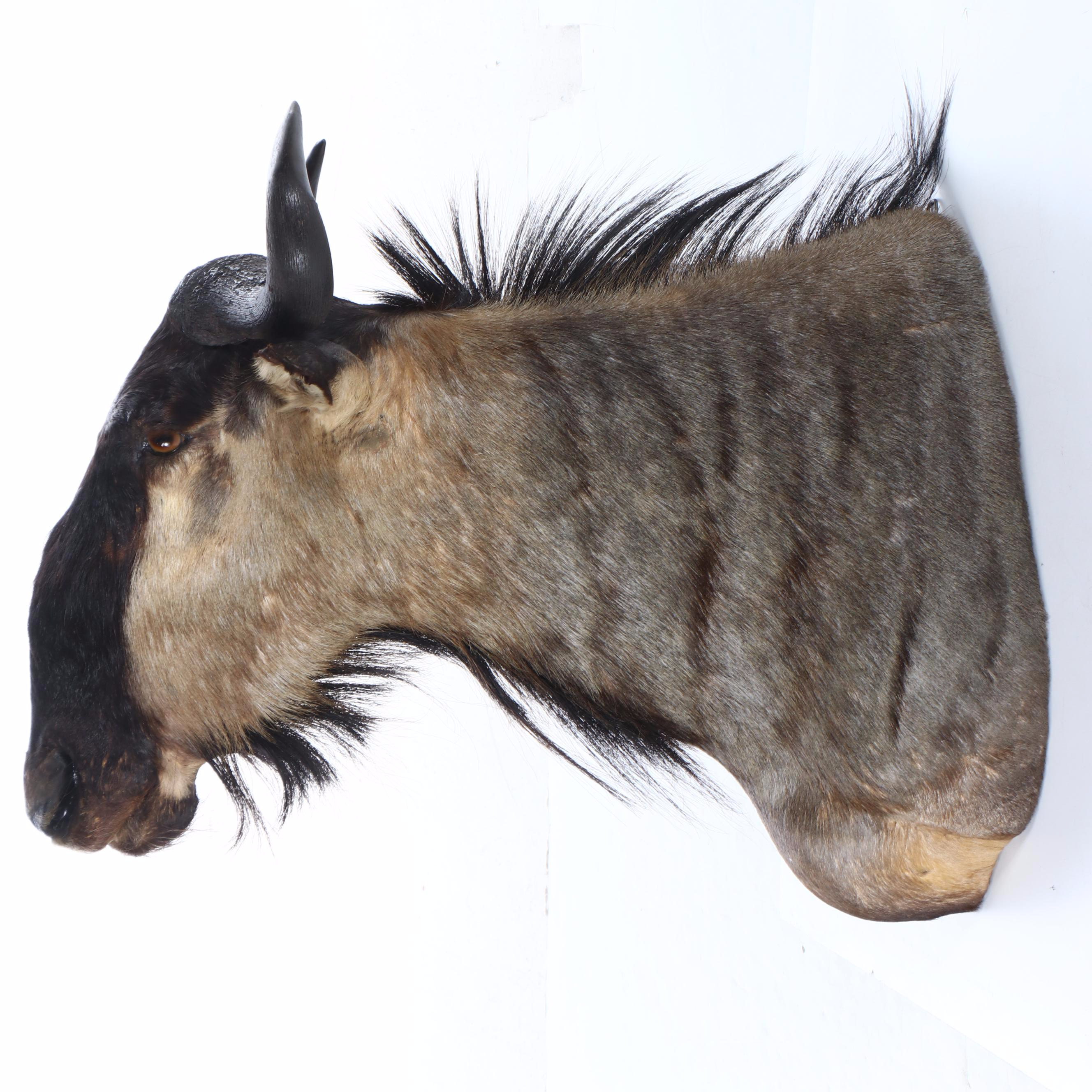 Taxidermy Blue Wildebeest / Brindle Gnu Shoulder Mount