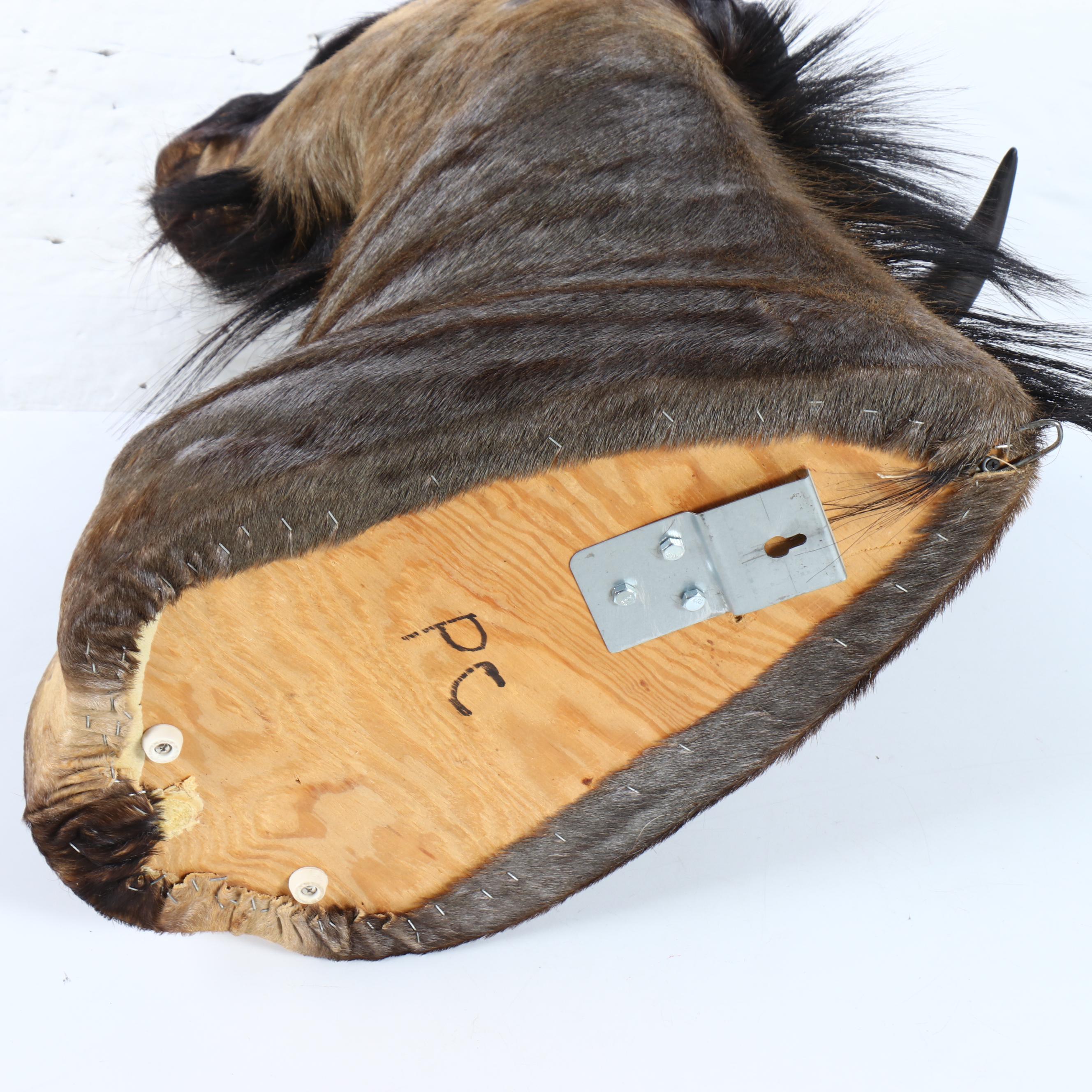 Taxidermy Blue Wildebeest / Brindle Gnu Shoulder Mount