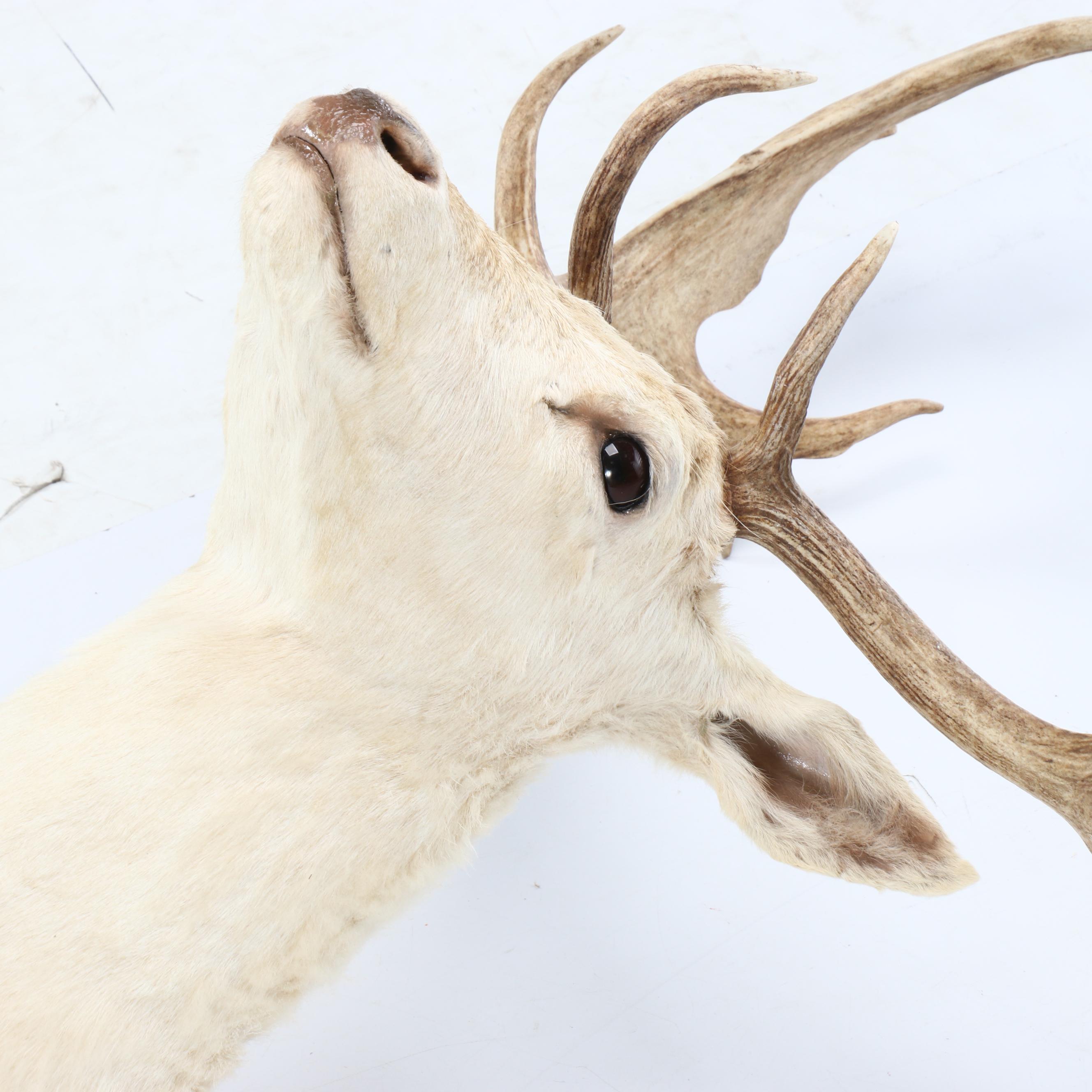 Taxidermy European Fallow Deer White Stag Shoulder Mount