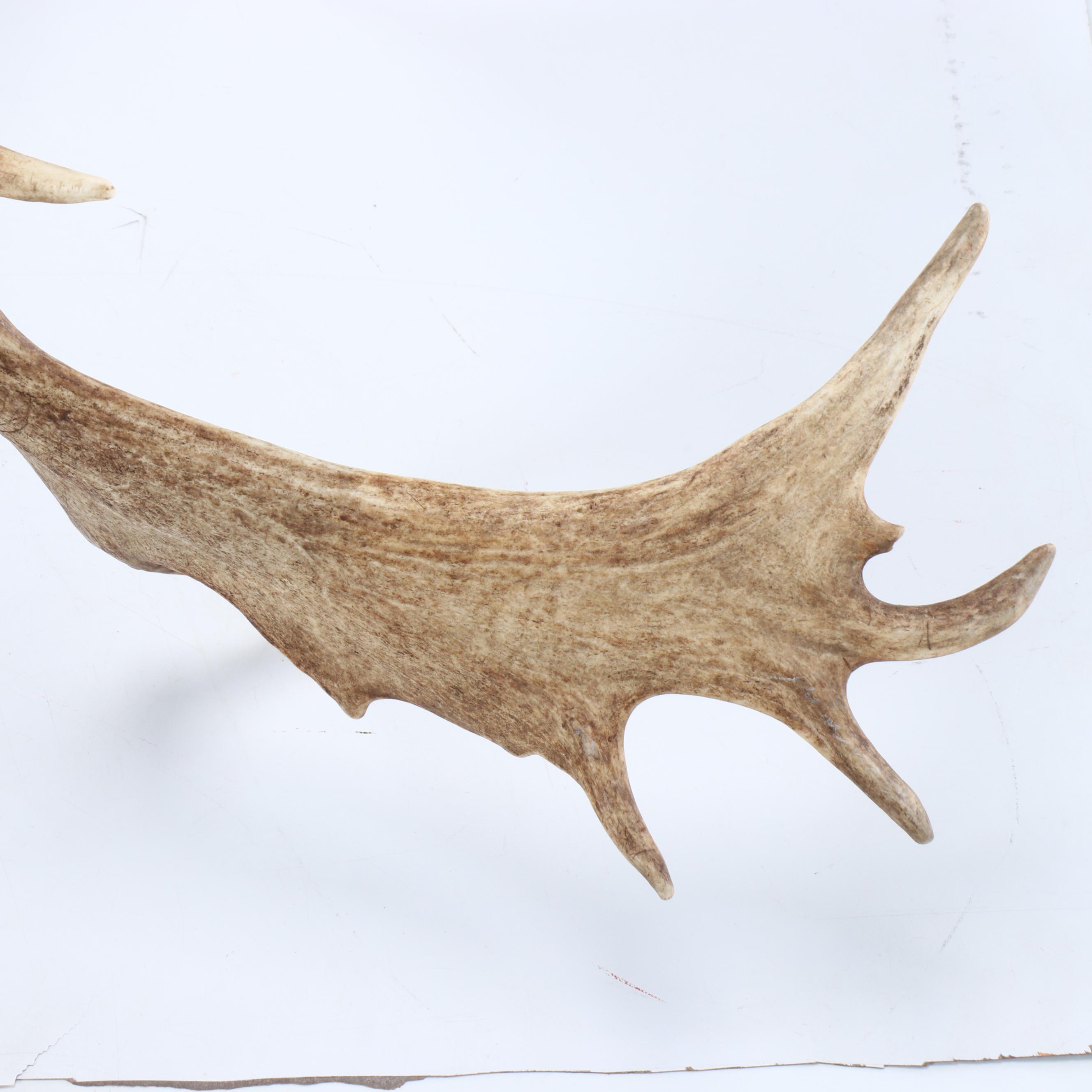 Taxidermy European Fallow Deer White Stag Shoulder Mount