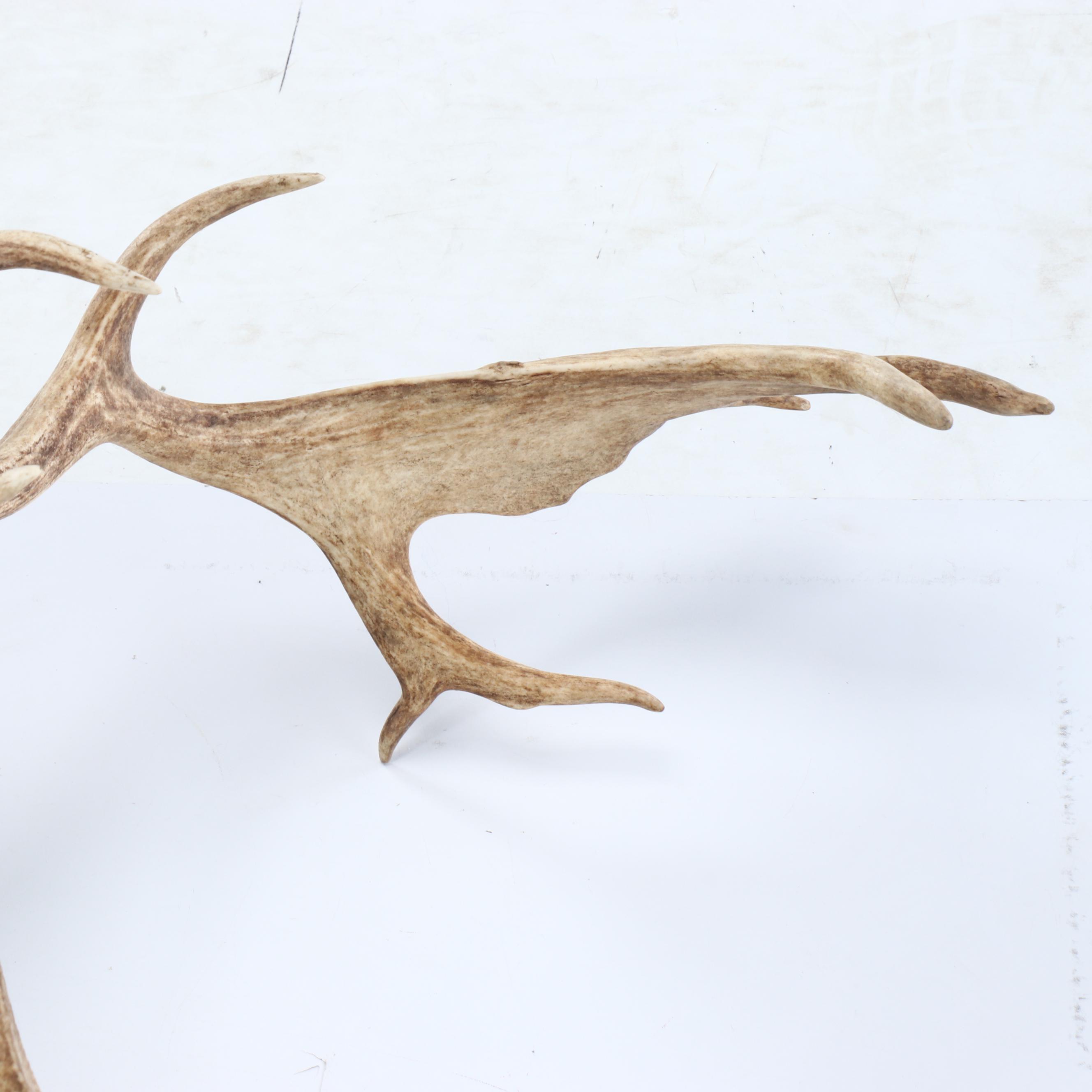 Taxidermy European Fallow Deer White Stag Shoulder Mount