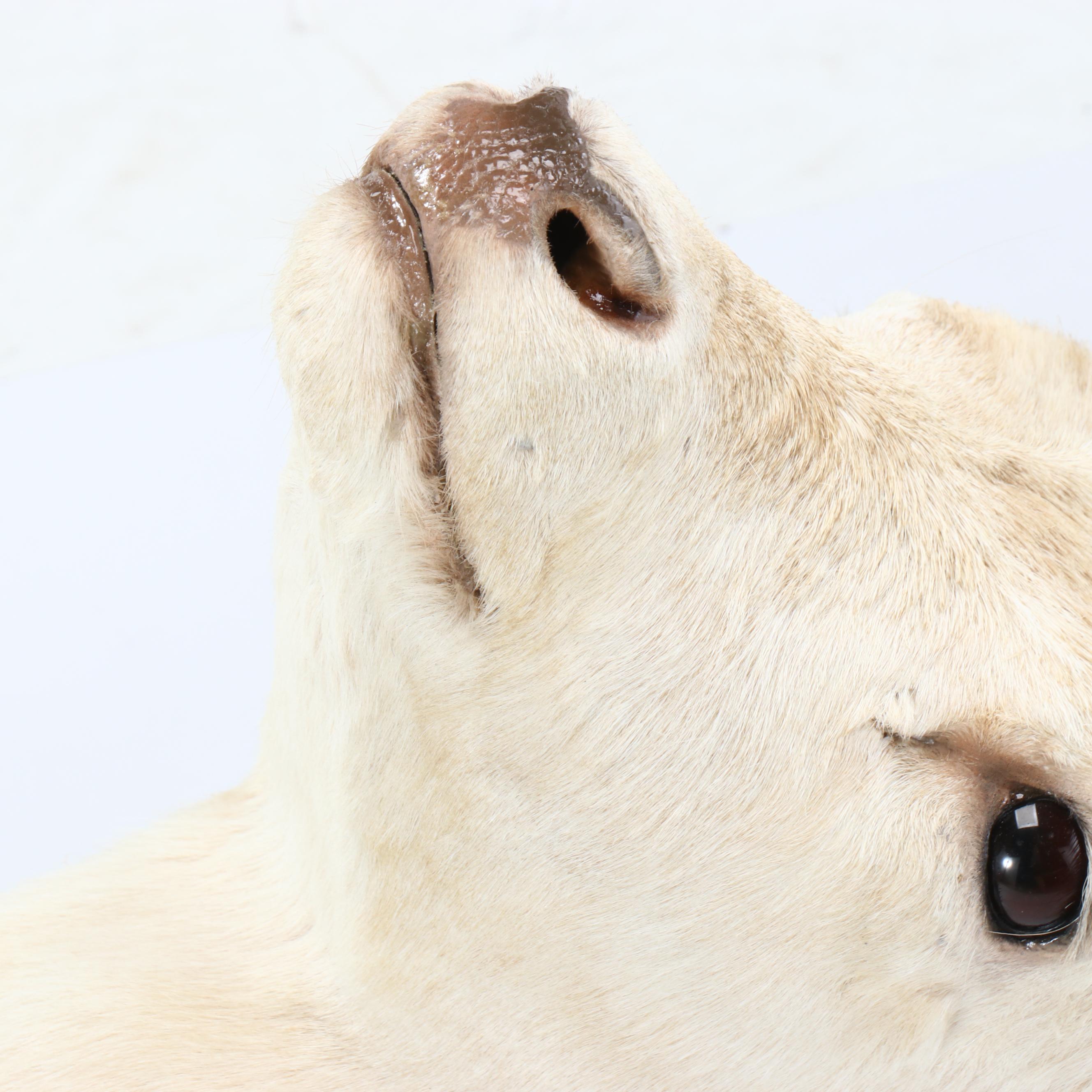 Taxidermy European Fallow Deer White Stag Shoulder Mount
