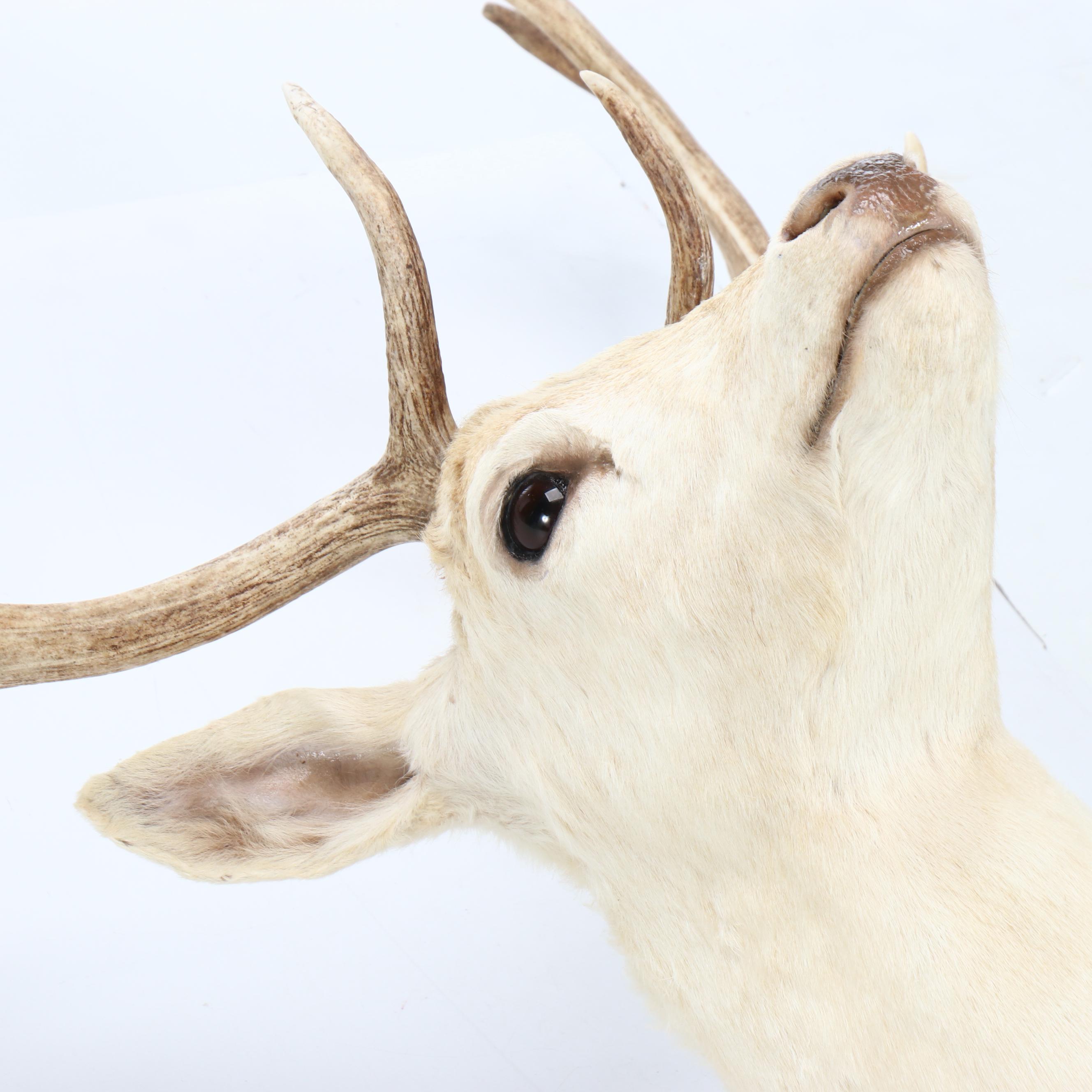Taxidermy European Fallow Deer White Stag Shoulder Mount
