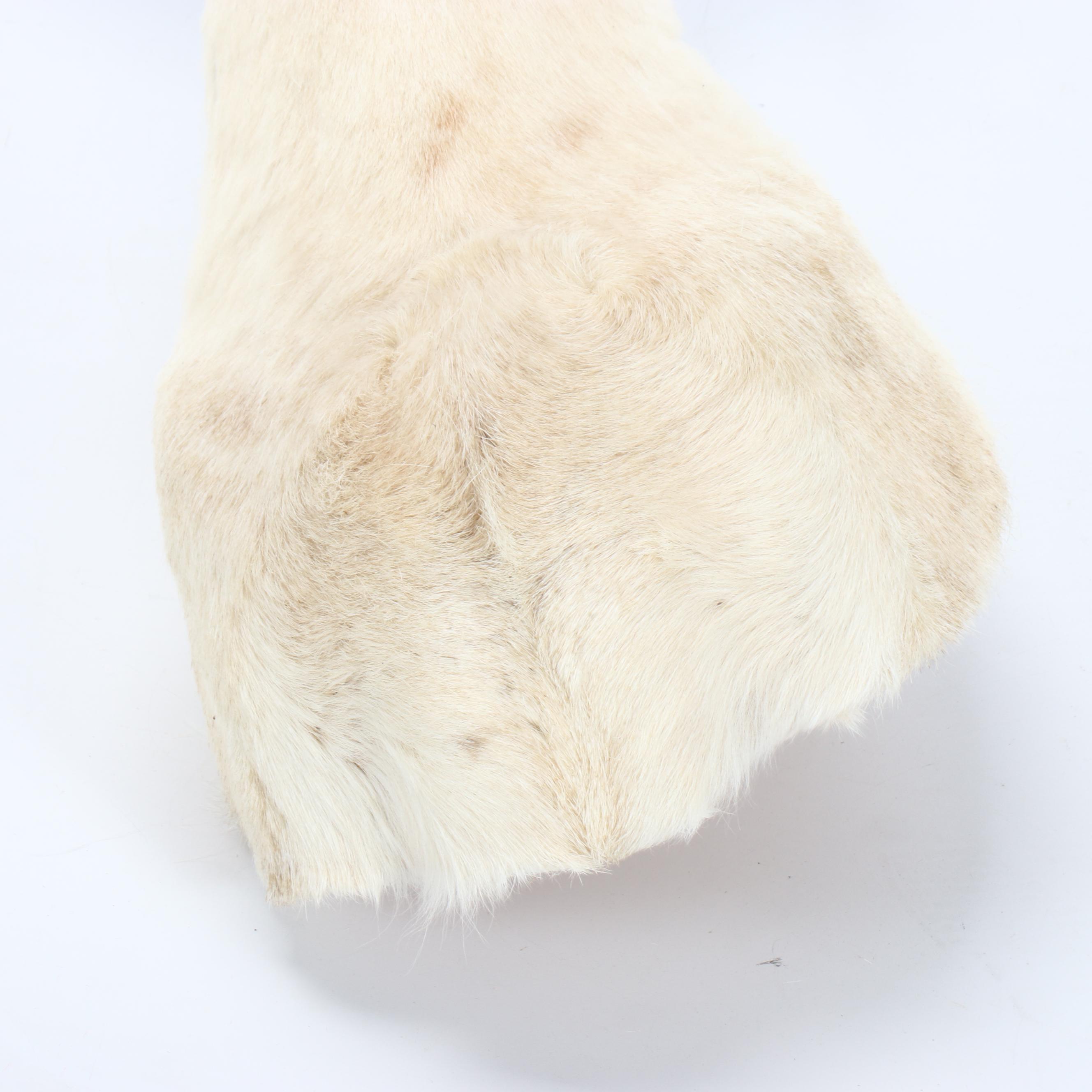 Taxidermy European Fallow Deer White Stag Shoulder Mount